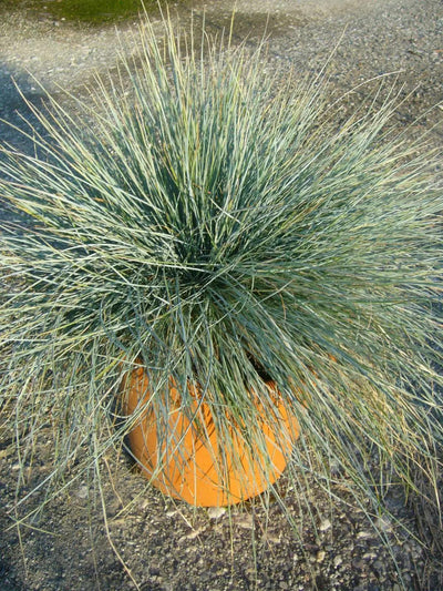 Festuca glauca 'Elijah Blue'