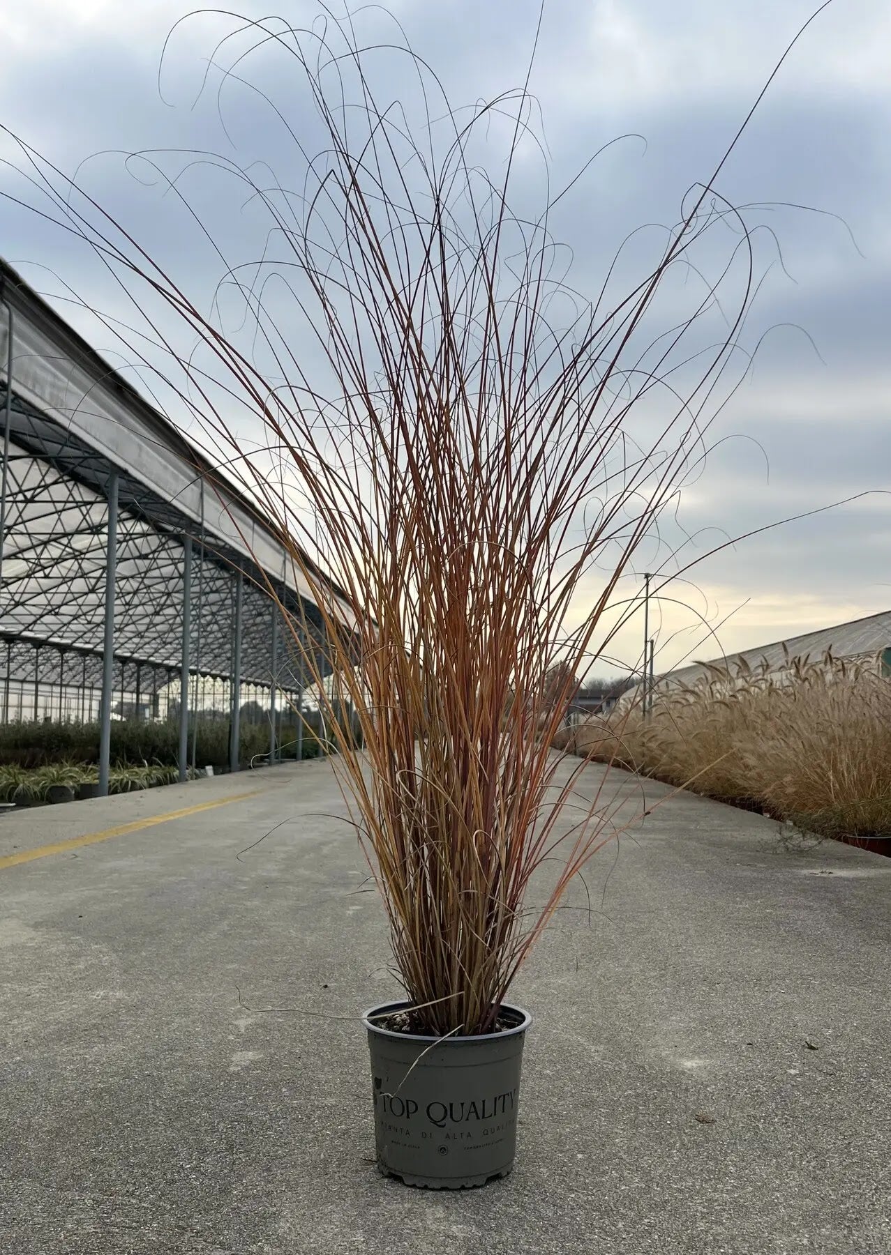Miscanthus Morning Light con fogliame variegato bianco e argento