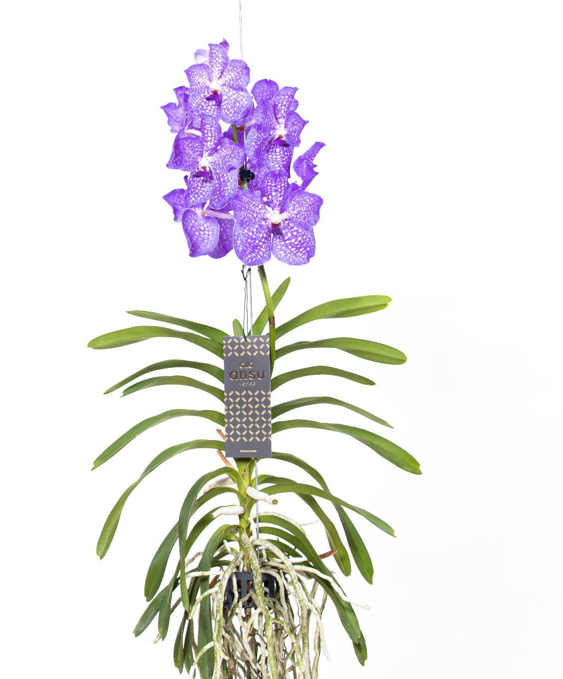 Vanda Light Blue orchidea epifita con radici aeree argentate in vaso trasparente