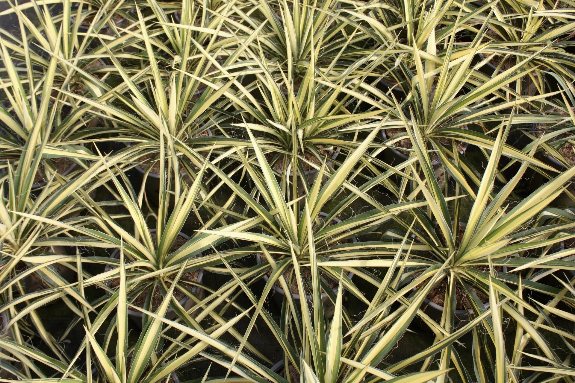 Yucca 'Color Guard'