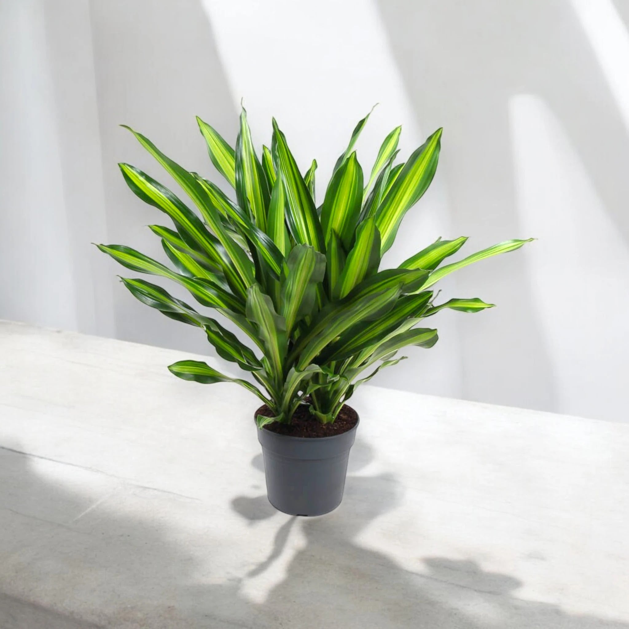 Dracaena fragrans 'Burley'