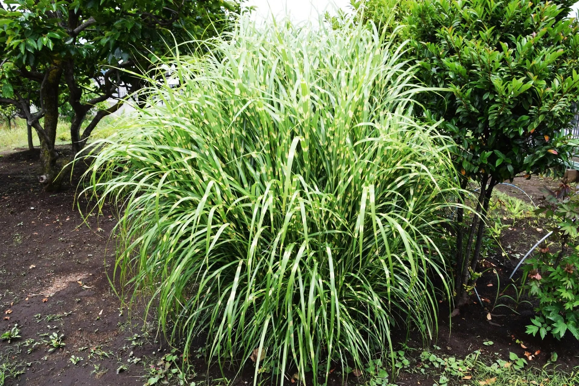 Miscanthus Zebrinus con foglie a strisce trasversali dorate