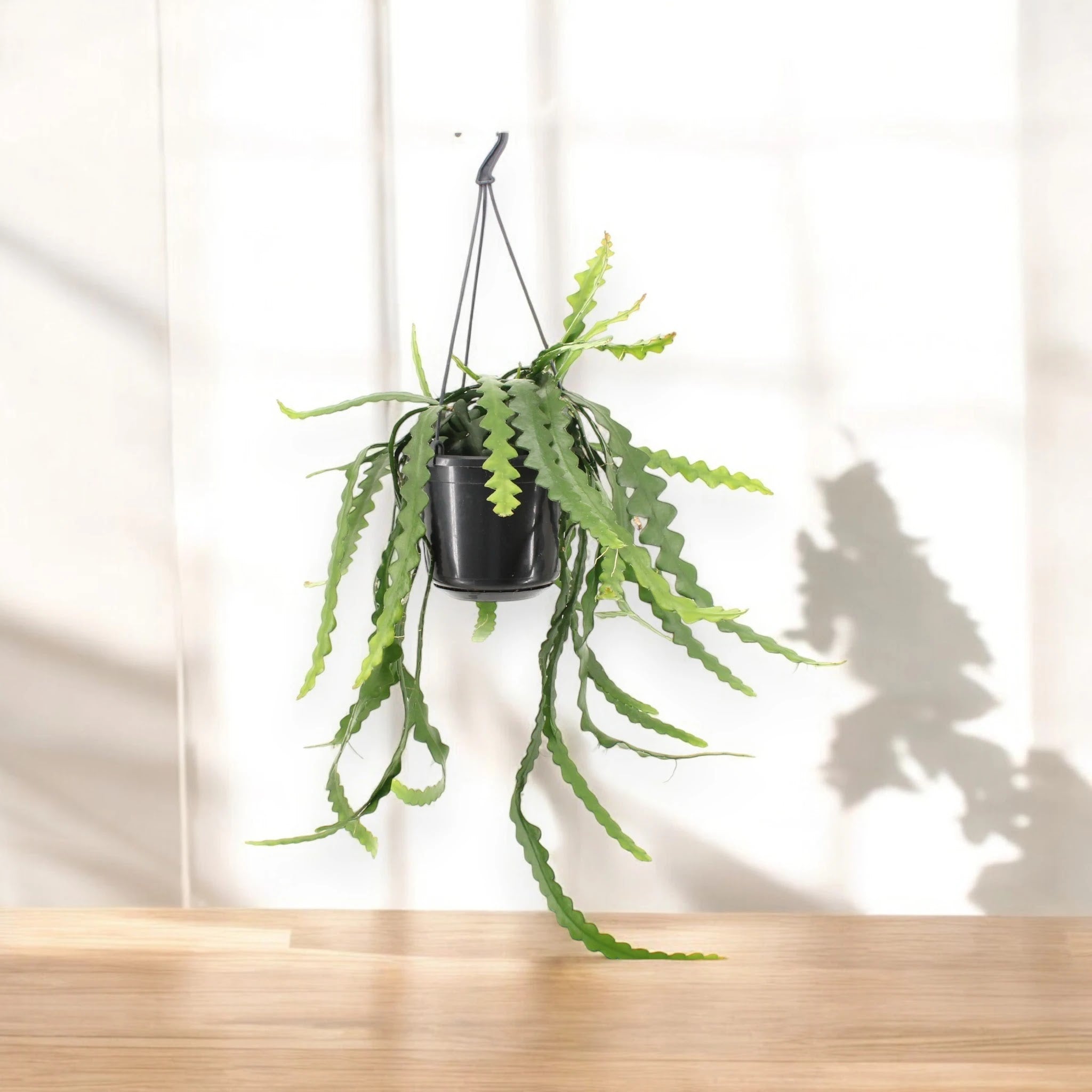 Epiphyllum anthonyanus