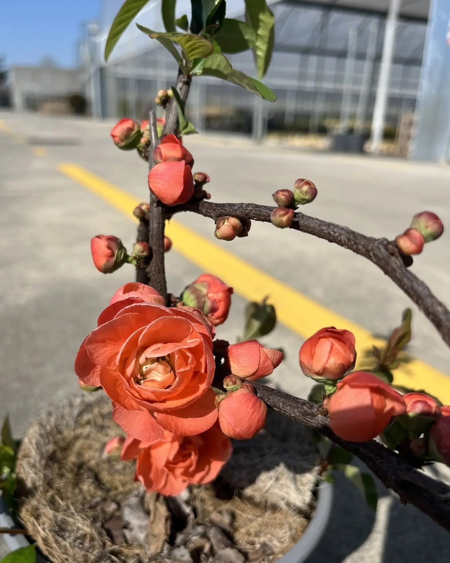 Fior di Pesco - Chaenomeles speciosa 'Mango Storm'