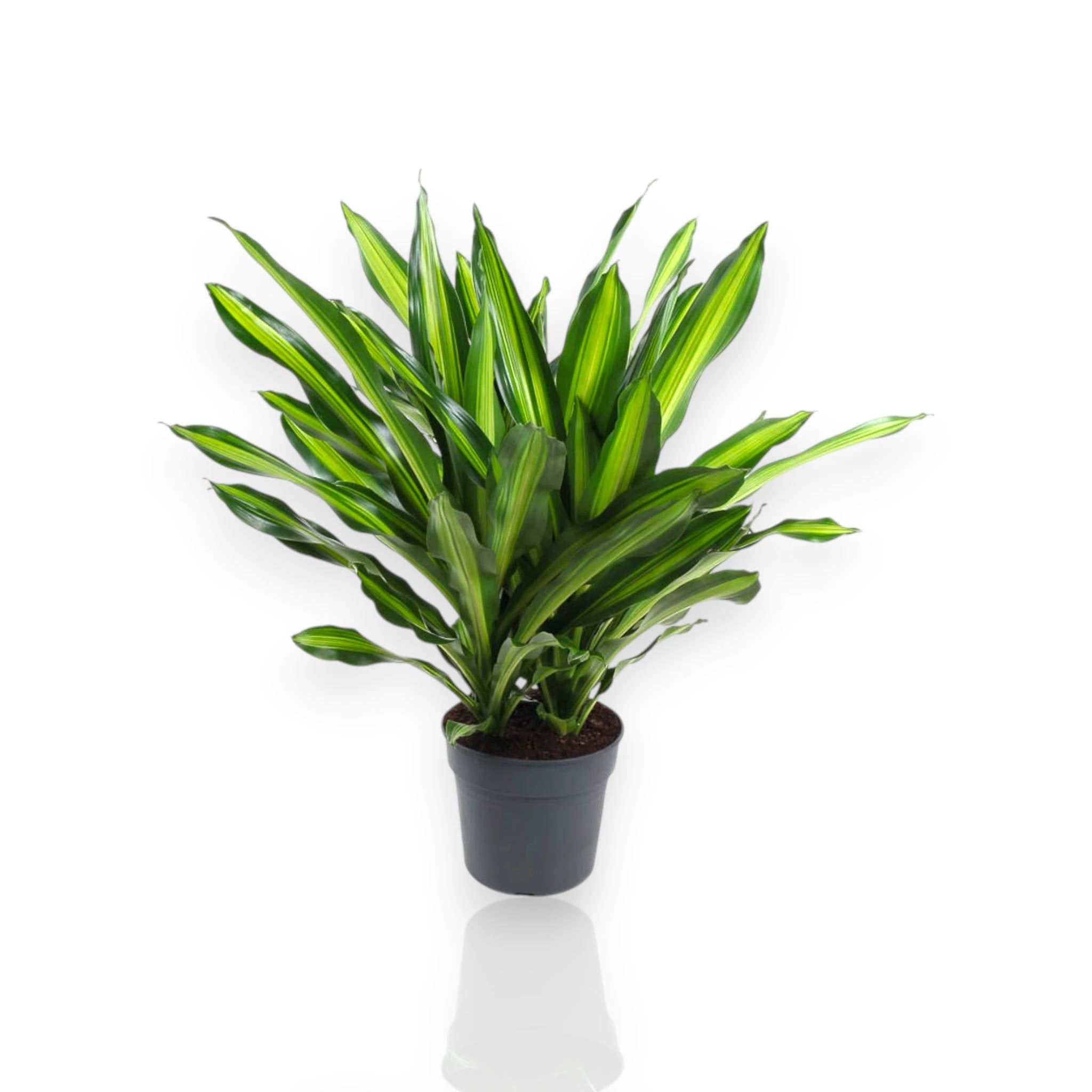 Dettaglio foglie Dracaena fragrans Burley con striature crema caratteristiche
