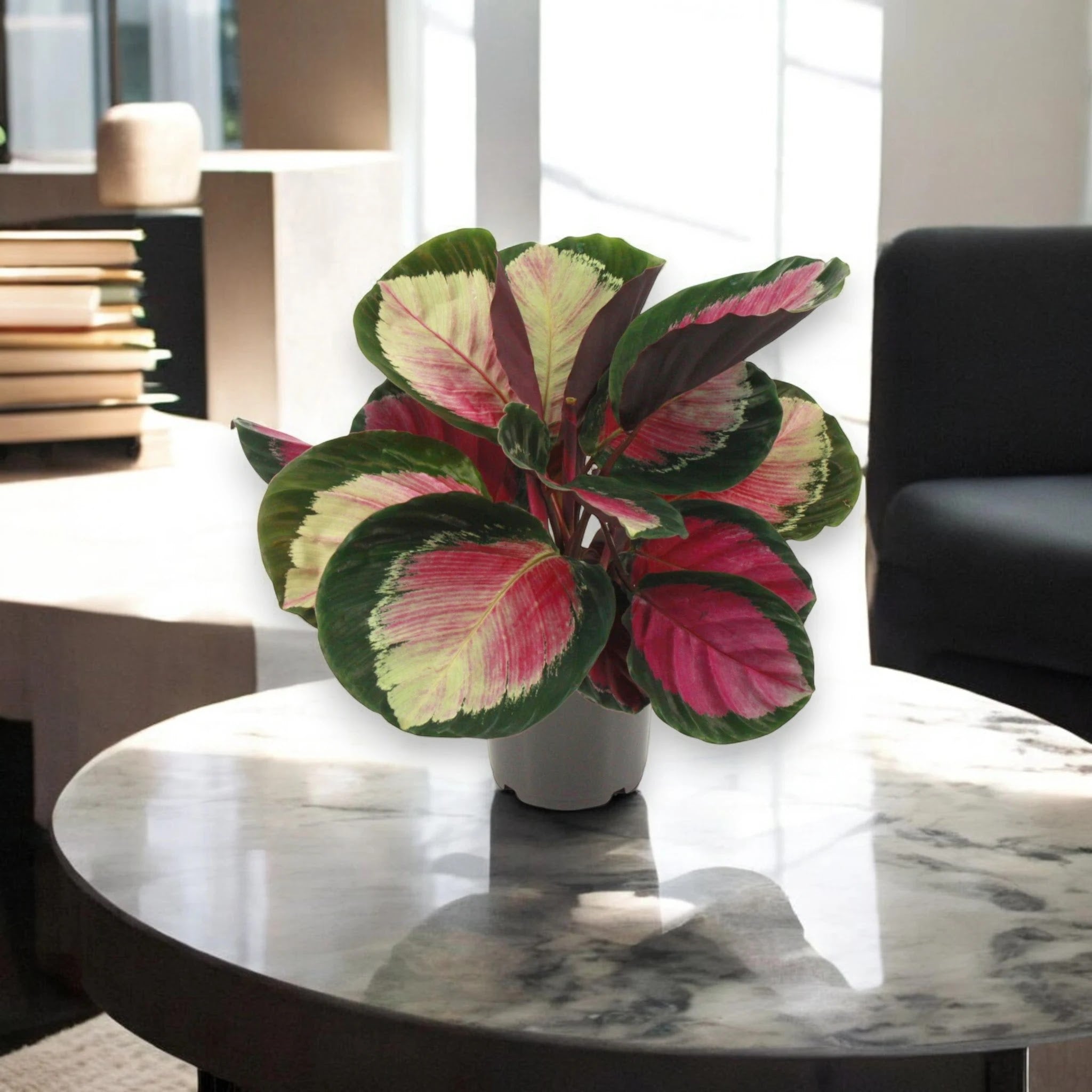 Calathea roseopicta 'Rosy'