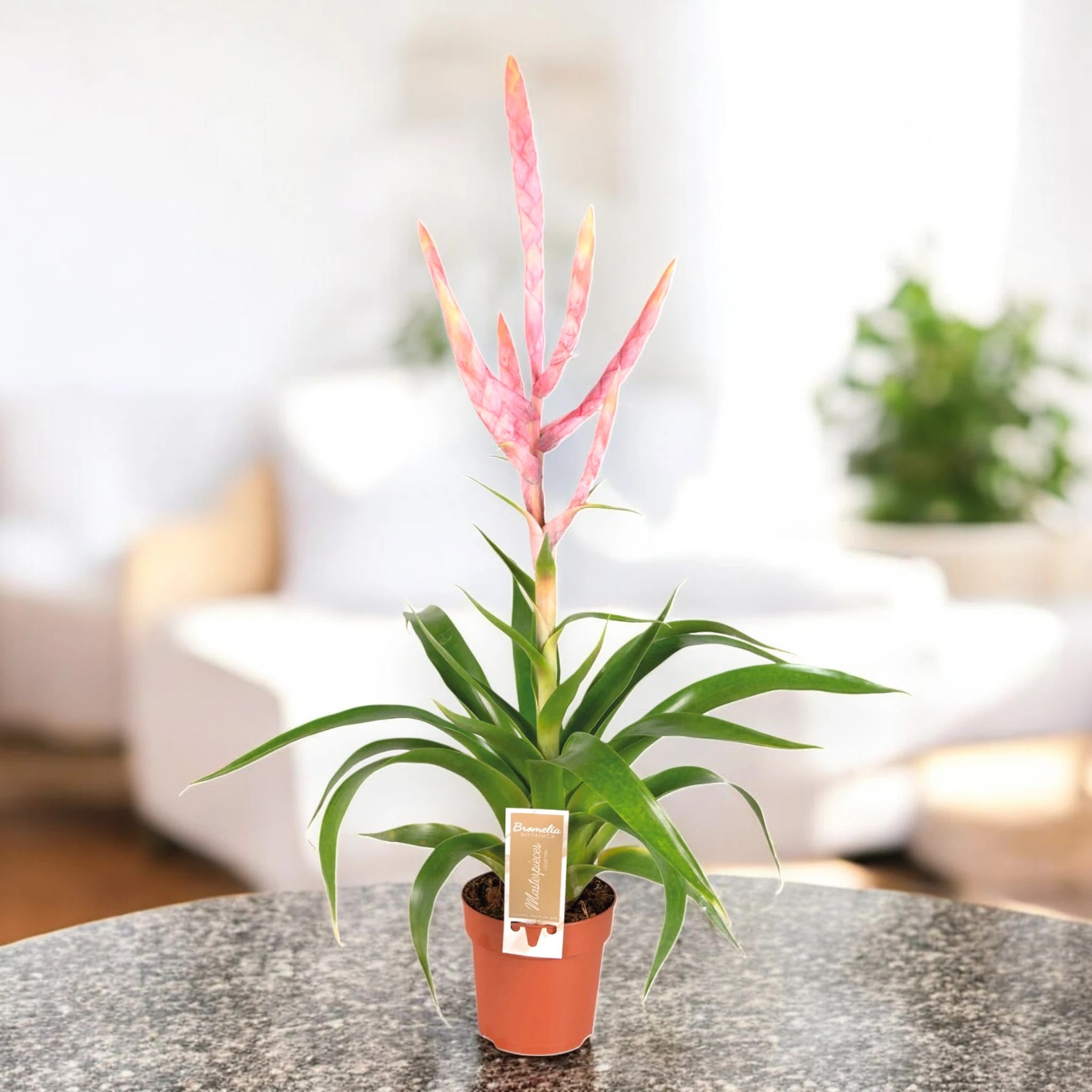 Tillandsia 'Dolce'