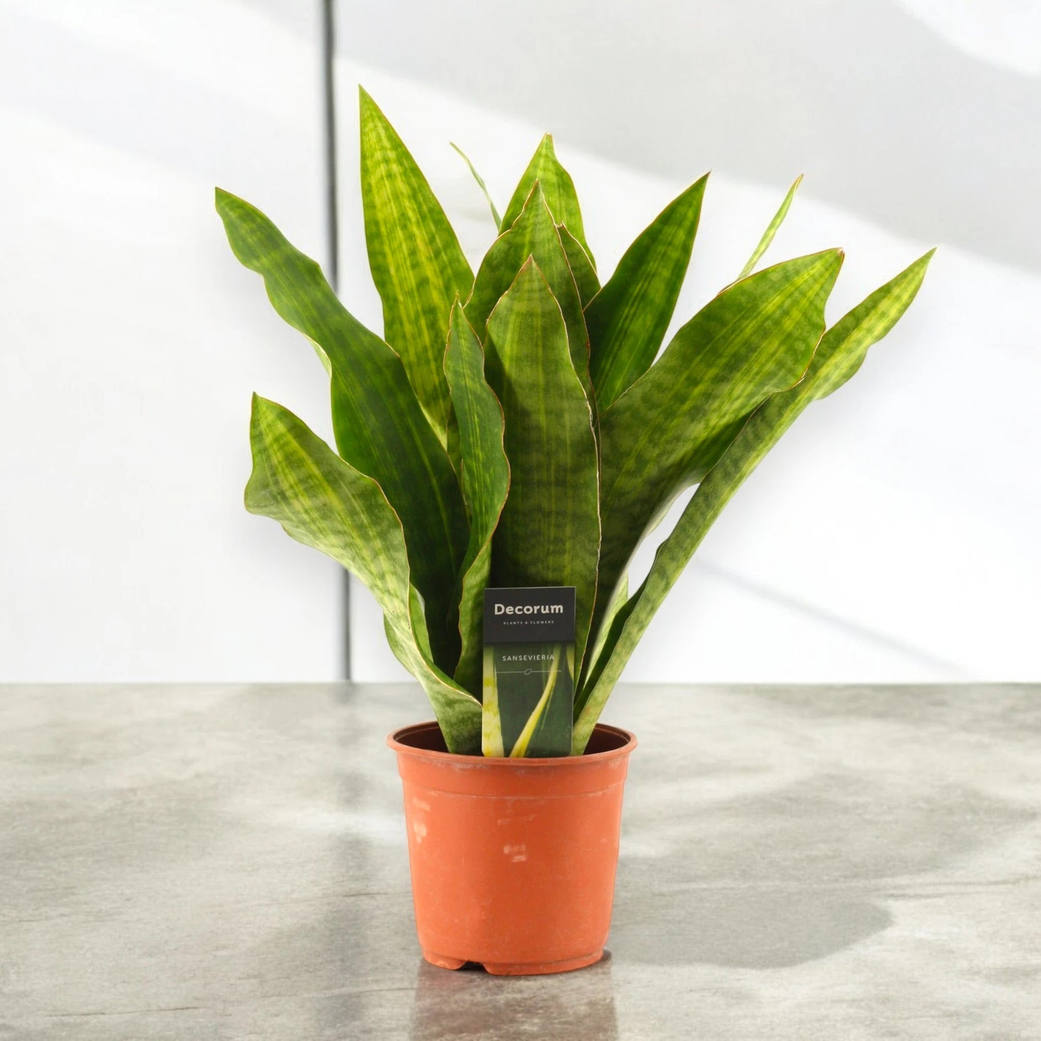 Dettaglio foglie carnose verde scuro della Sansevieria Nite con striature caratteristiche