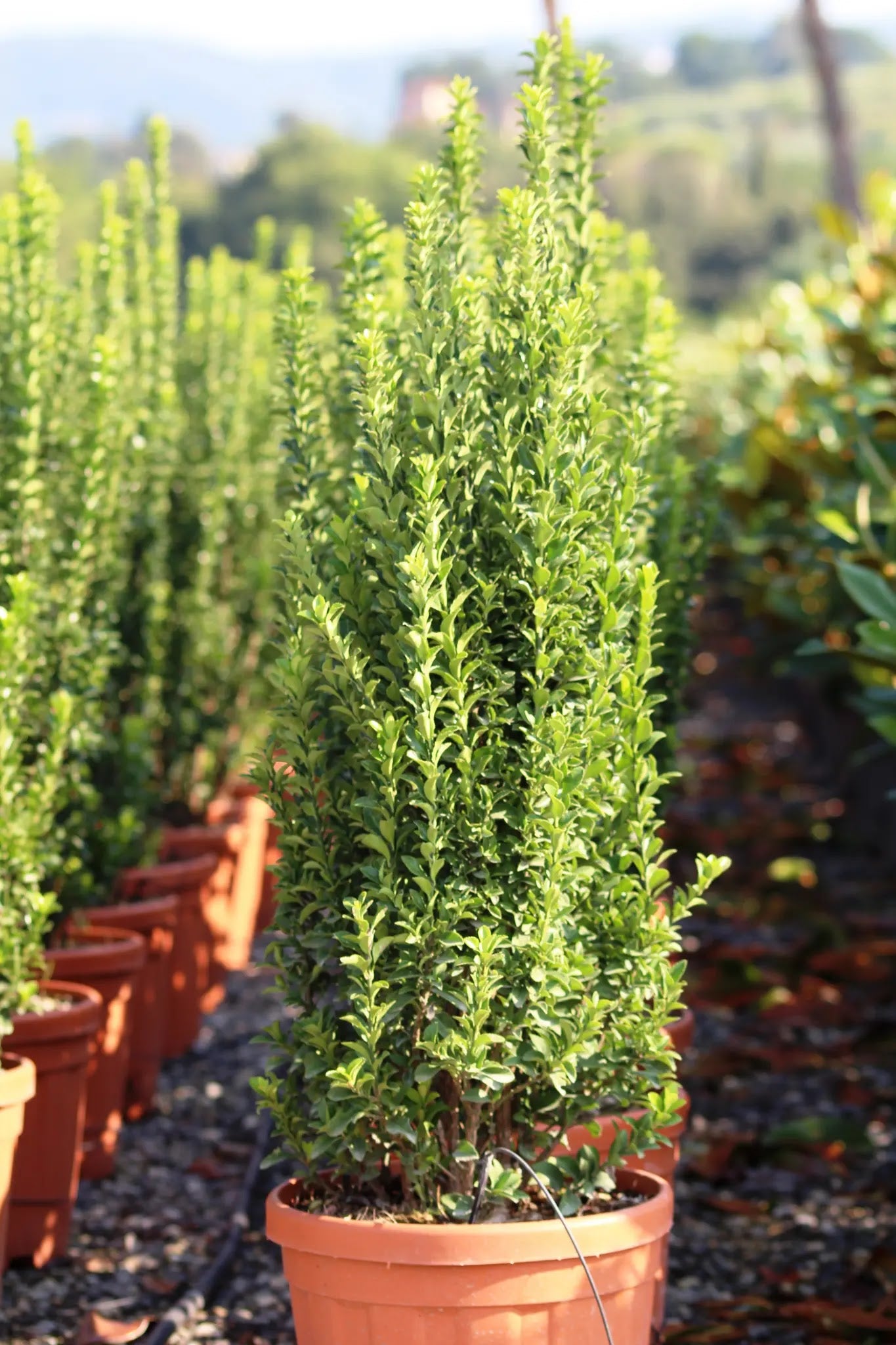 Euonymus japonicus Benkomasaki arbusto sempreverde compatto con foglie verdi lucide in giardino