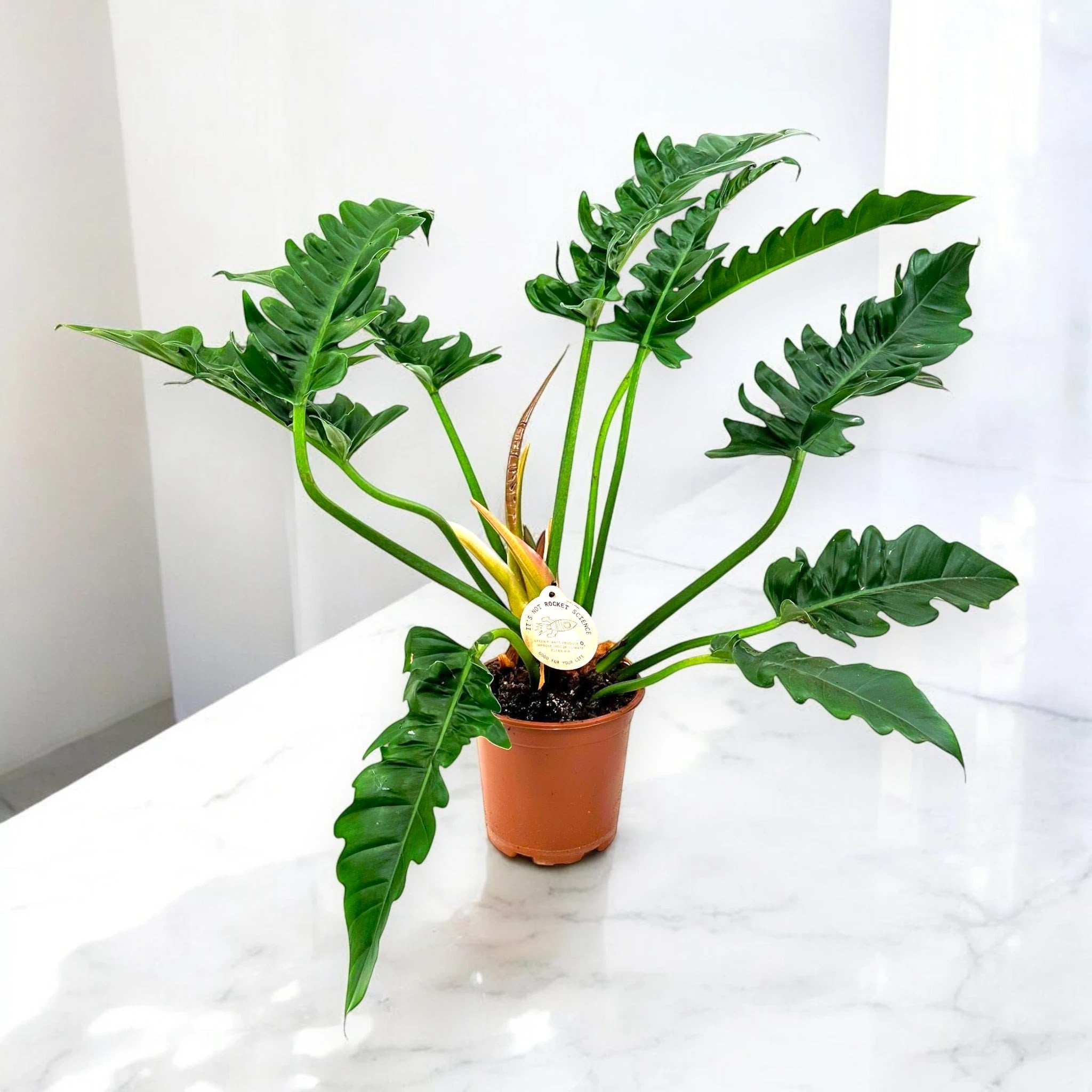 Philodendron 'Tigertooth'