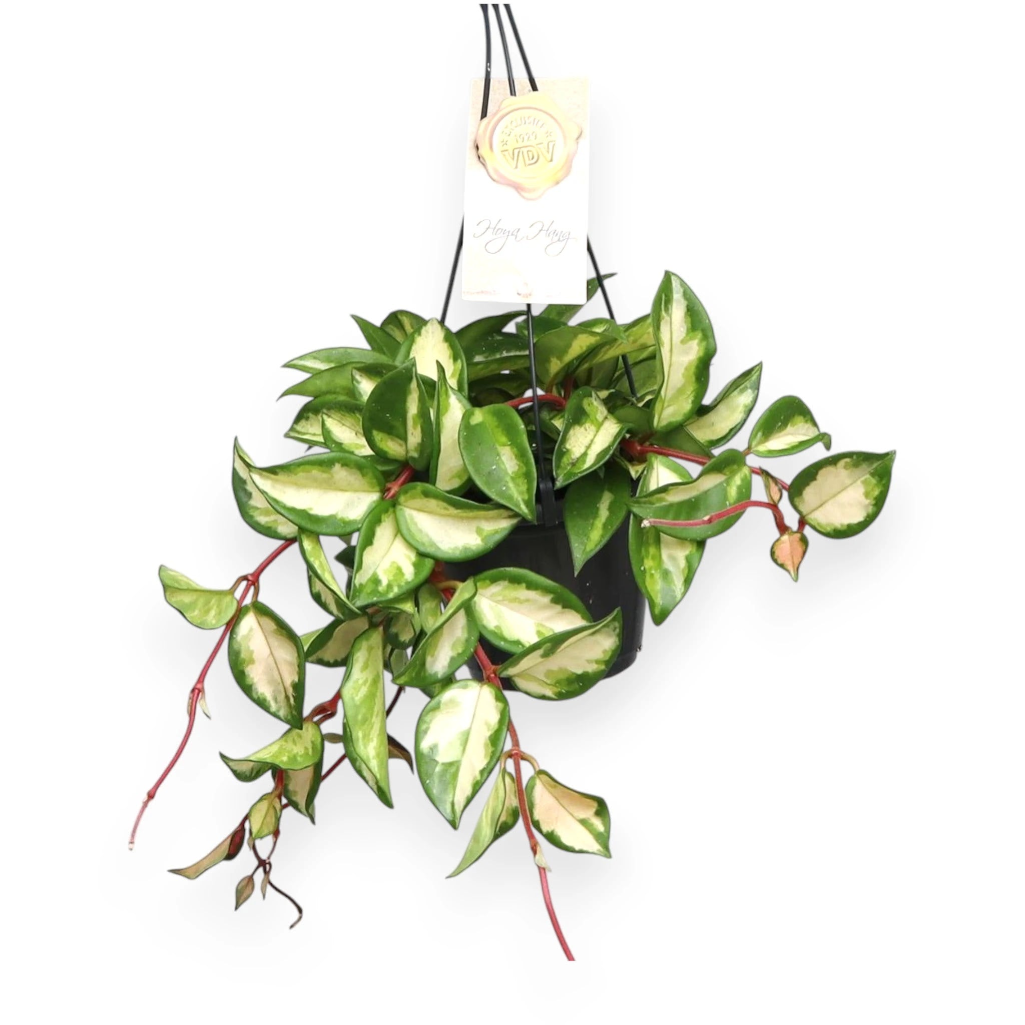 Hoya carnosa Tricolor pianta rampicante con foglie carnose varieggate rosa e crema in vaso da interno
