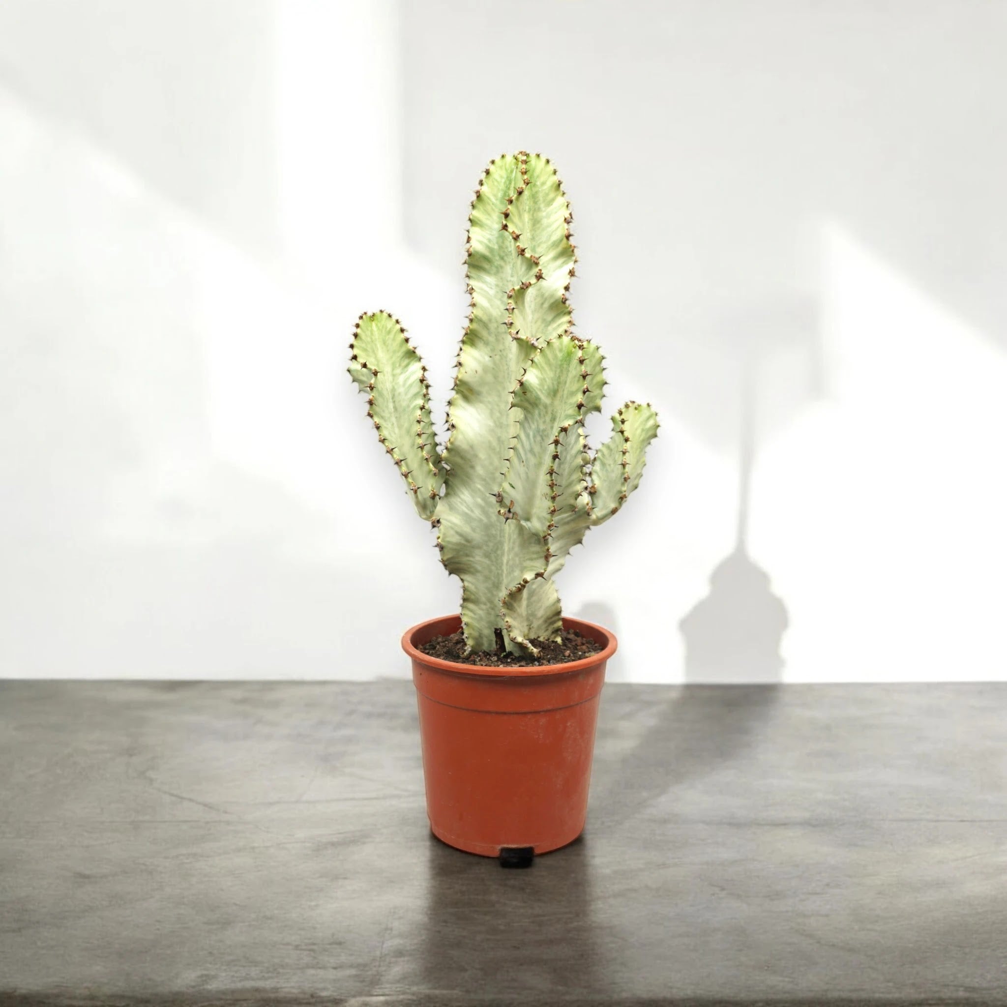 Euphorbia ingens variegata