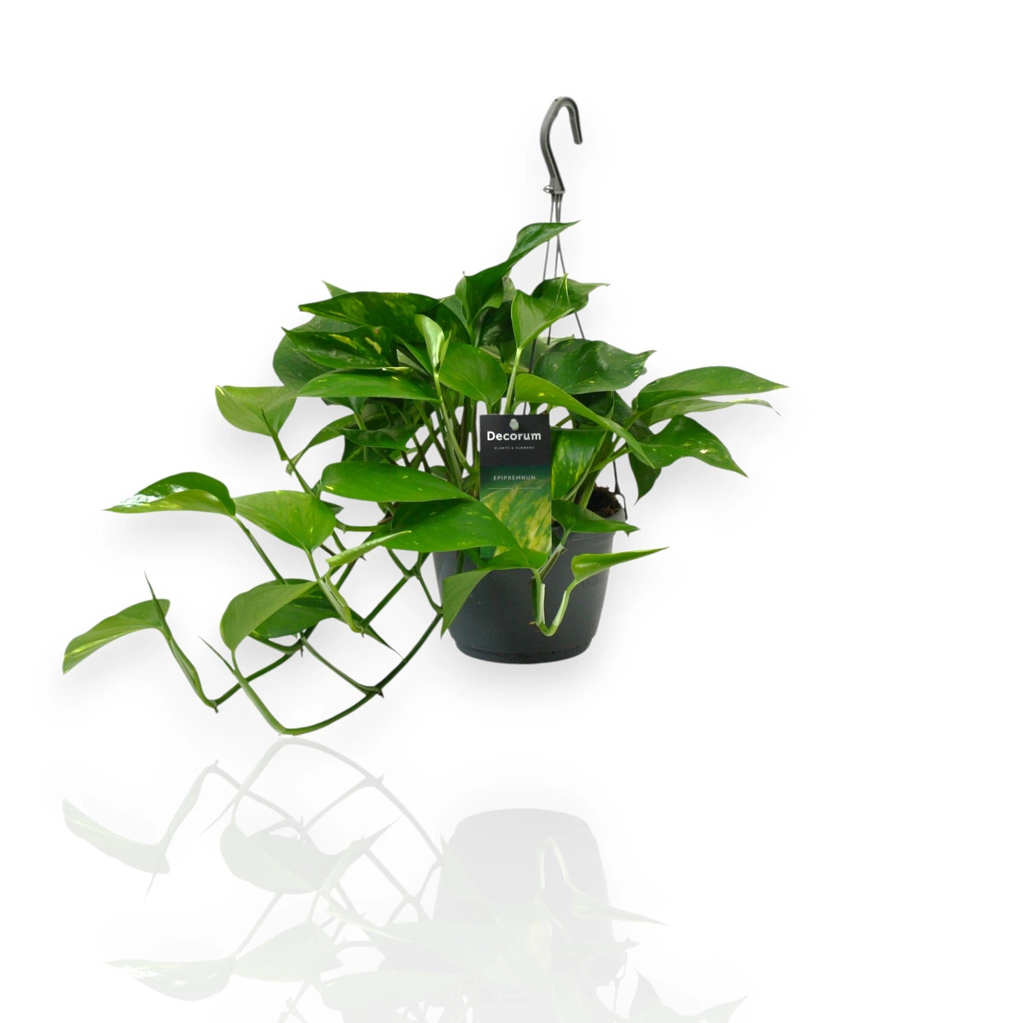 Epipremnum pinnatum basket in cestino sospeso con lunghi tralci ricadenti dalle foglie lobate
