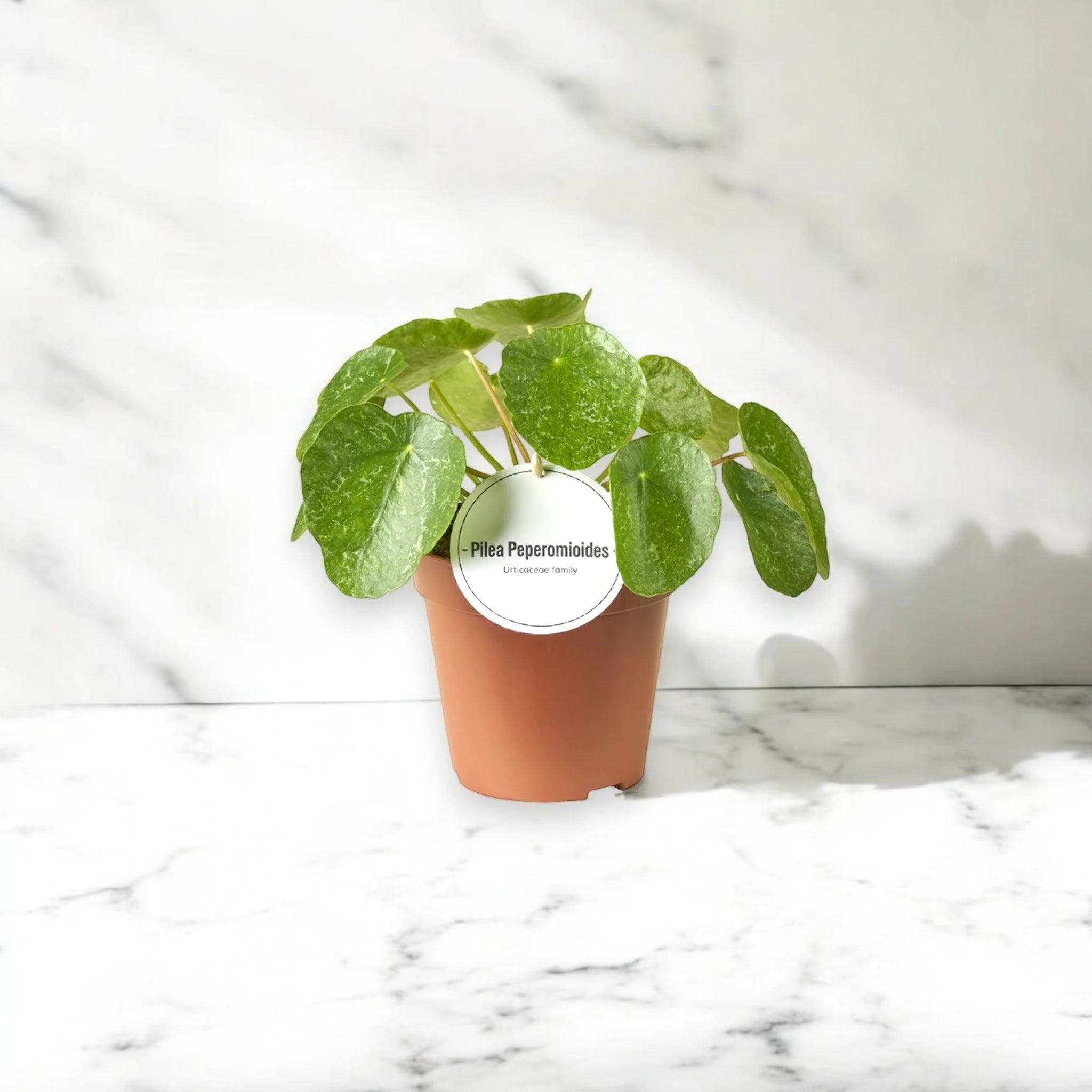Pilea peperomioides Sugar con foglie rotonde variegate in vaso bianco su sfondo neutro