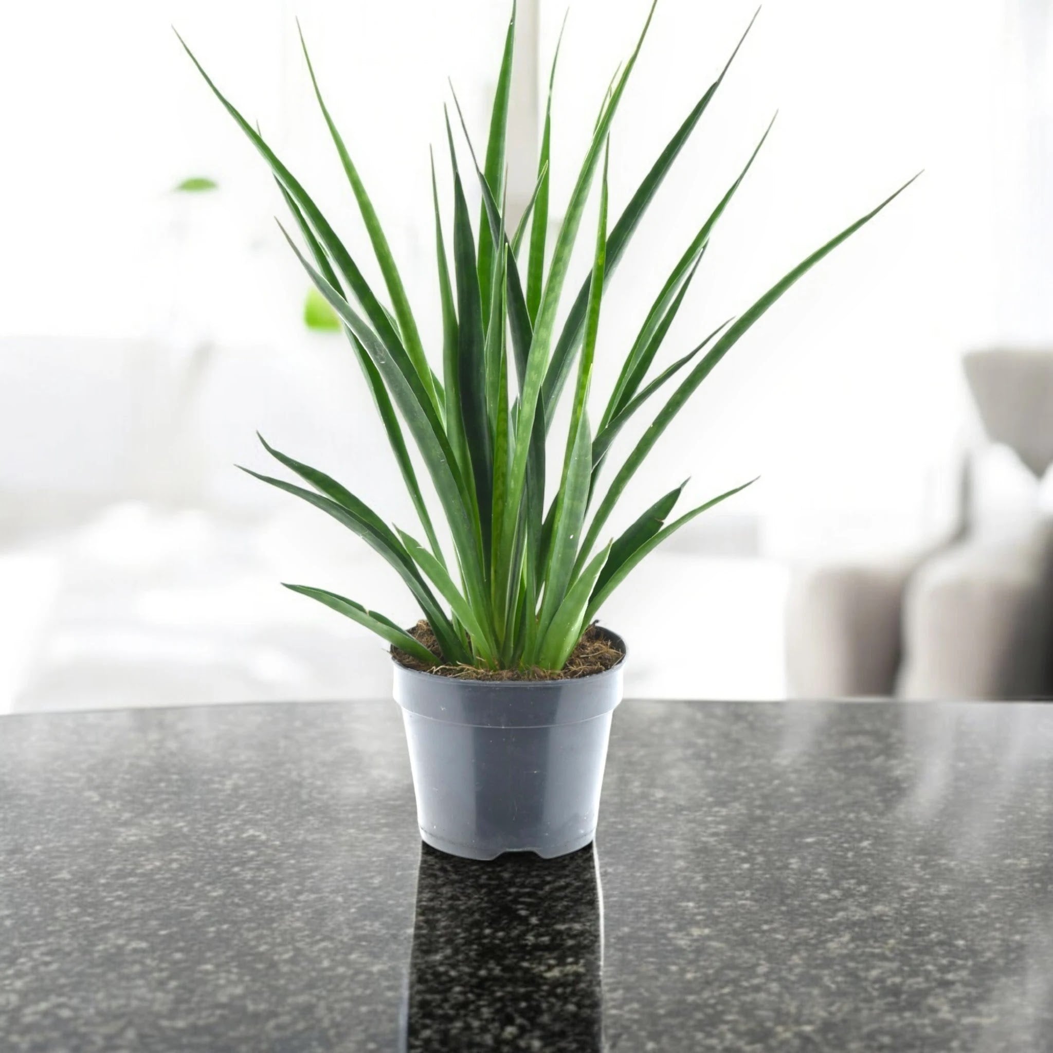 Sansevieria 'Kirkii friends'