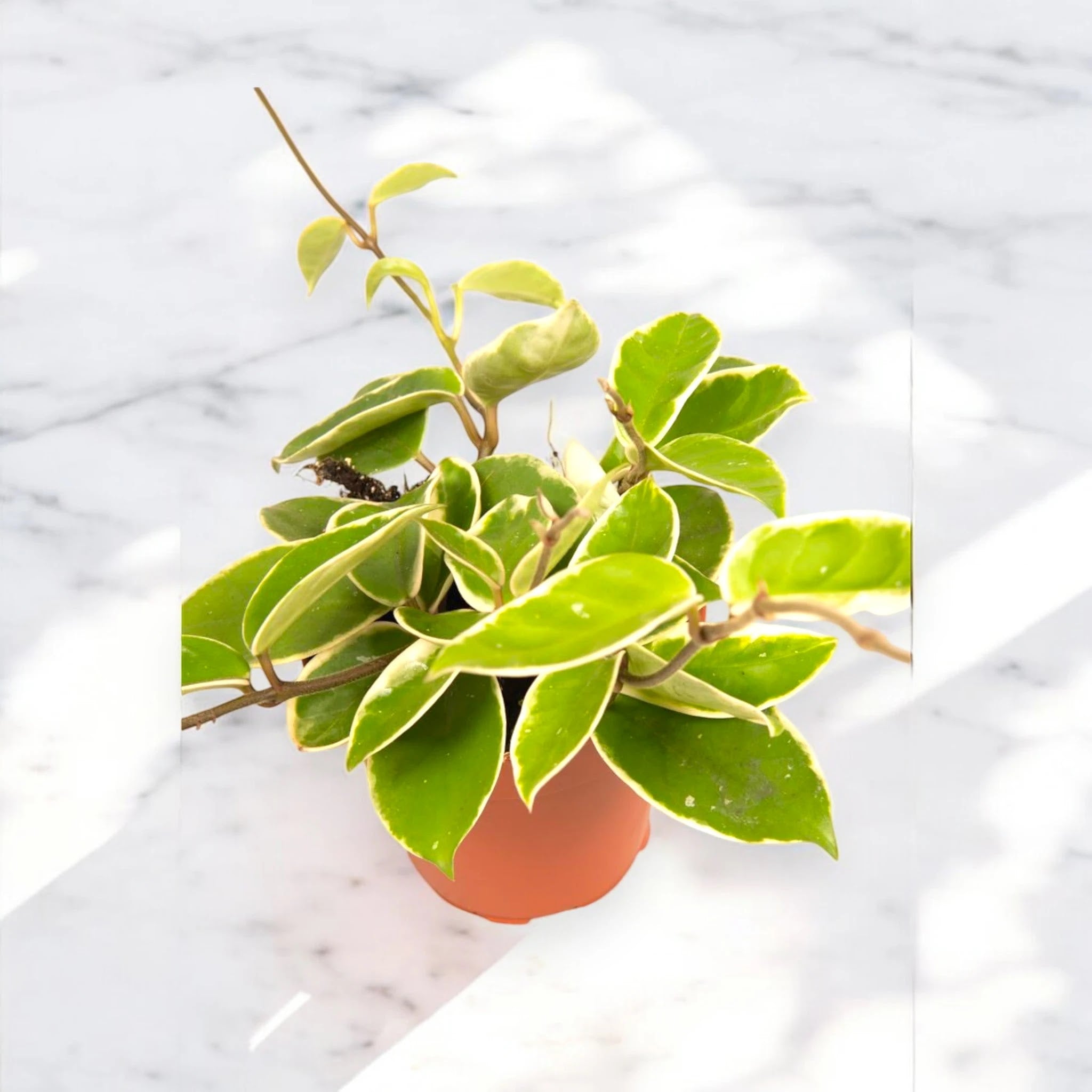 Dettaglio foglie variegate Hoya carnosa Krimson Queen con bordi bianchi e sfumature rosa