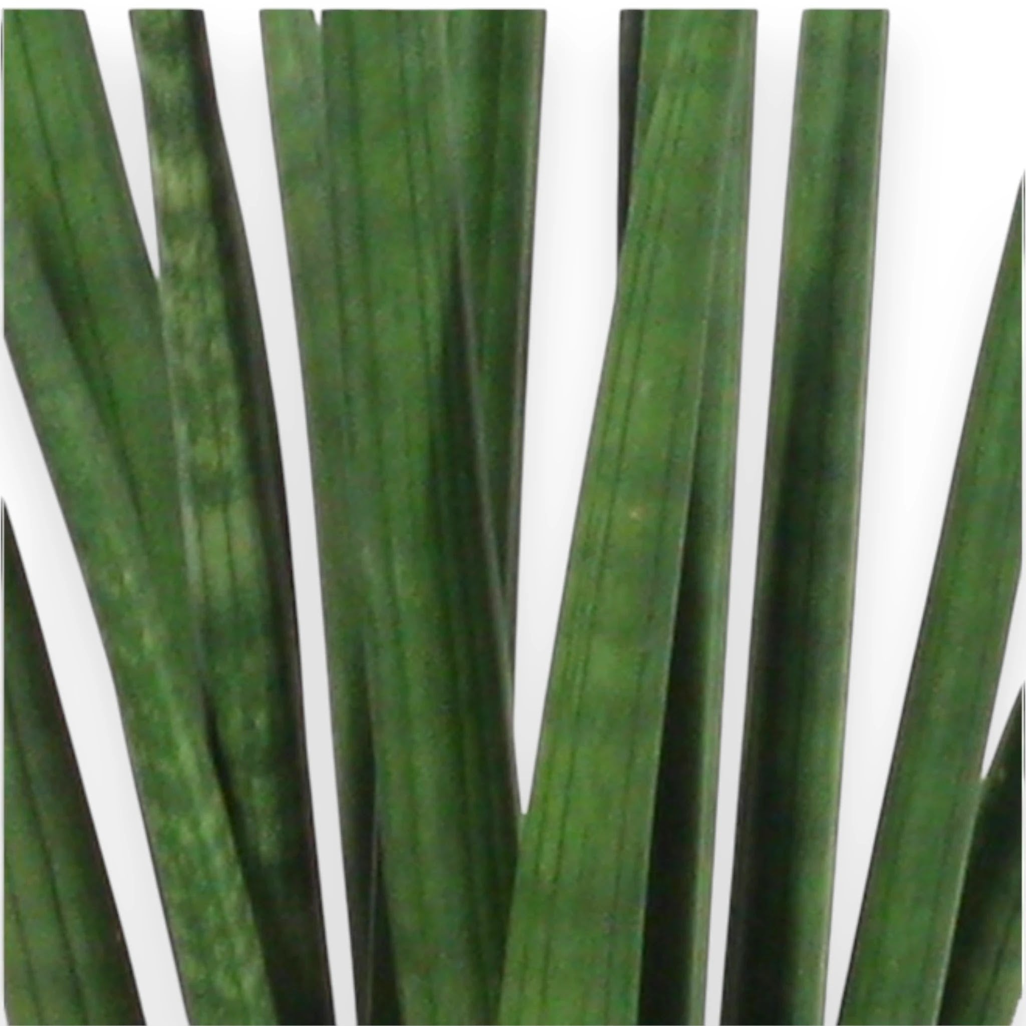 Sansevieria cylindrica 'Rocket'