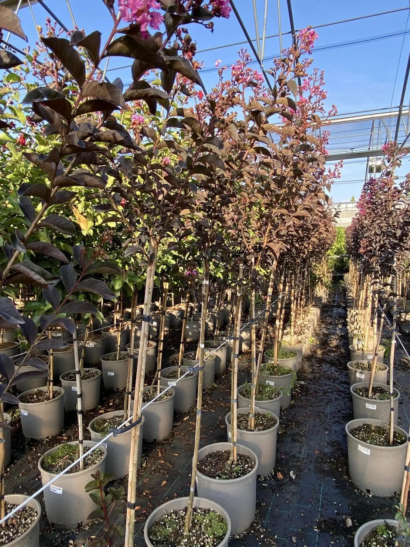 Dettaglio fiori rosa crespi e foglie rosso-viola di Lagerstroemia Black Solitaire Shell Pink