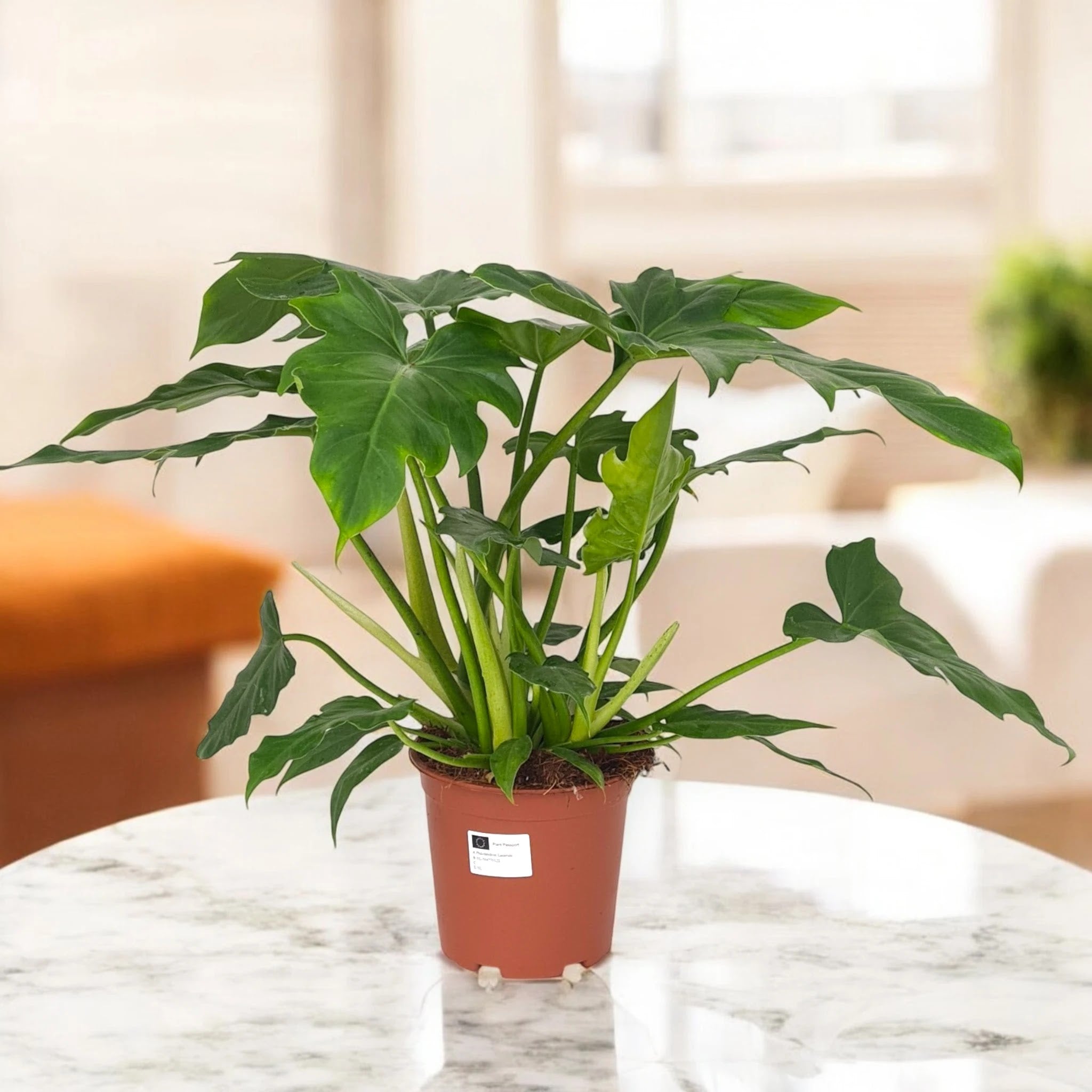 Dettaglio foglia Philodendron Lacerum con fessurazioni naturali lungo le nervature