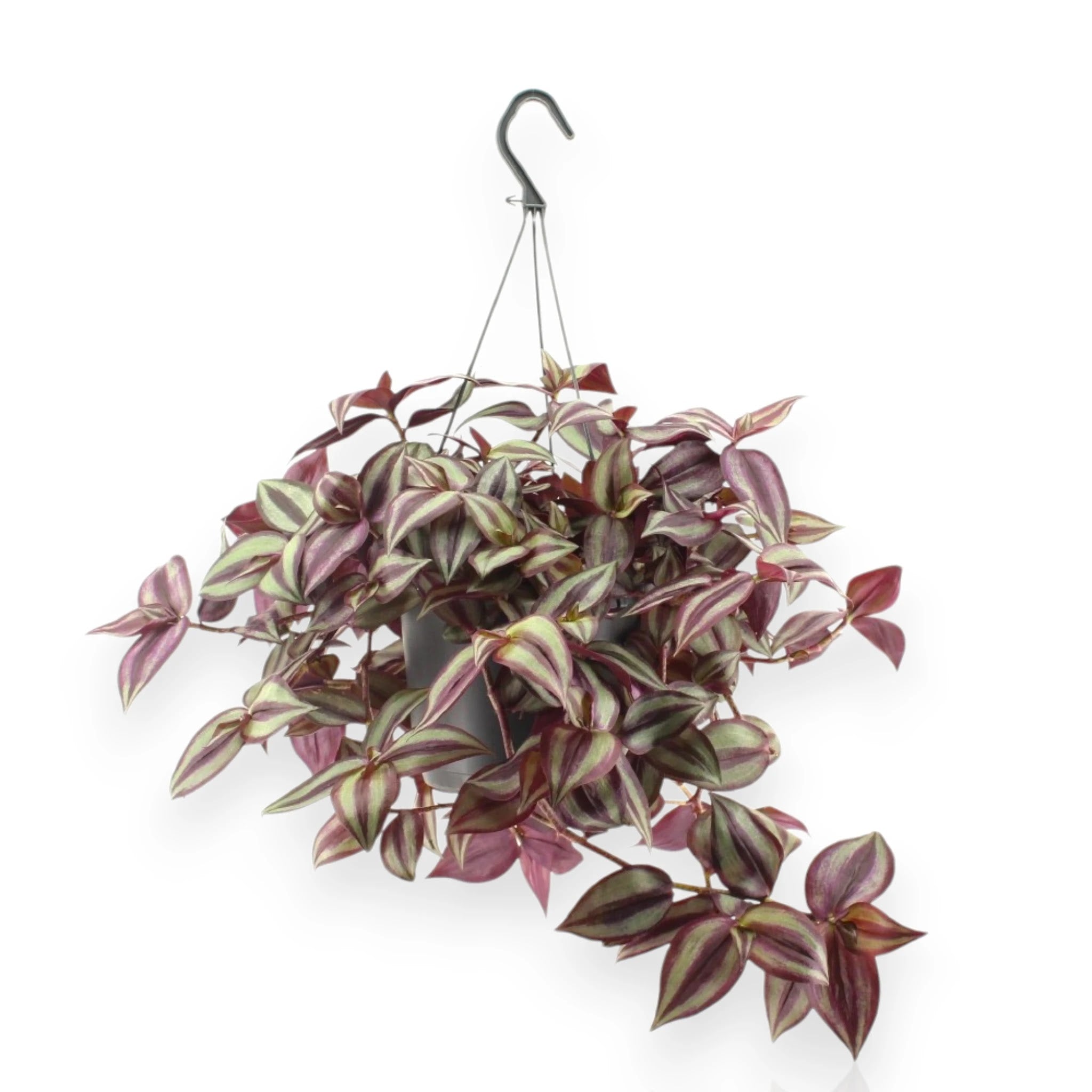 Tradescantia zebrina Violet in vaso con tralci ricadenti dalle foglie viola metallico striate