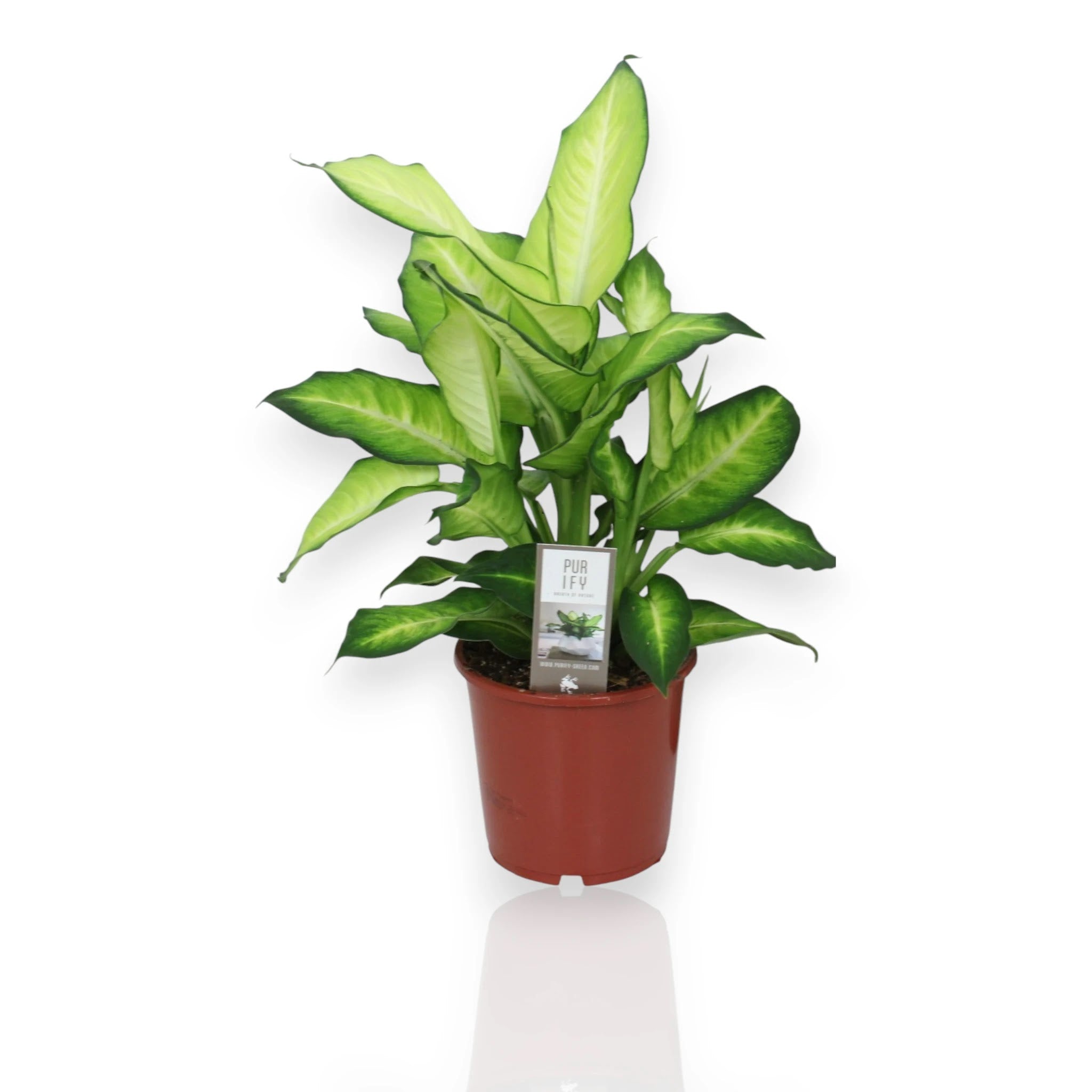 Dieffenbachia Summer Style con foglie variegate crema e verde in vaso da appartamento