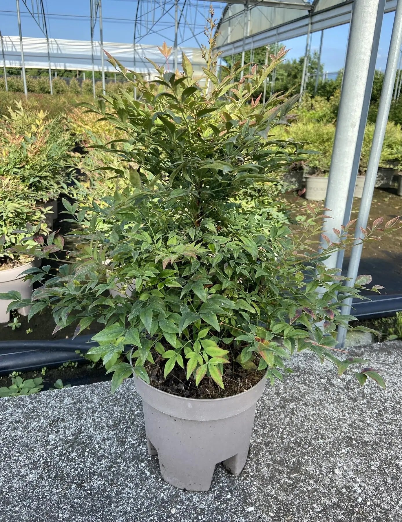 Dettaglio foglie pennate rosse e grappolo di bacche sferiche di Nandina Gulf Stream