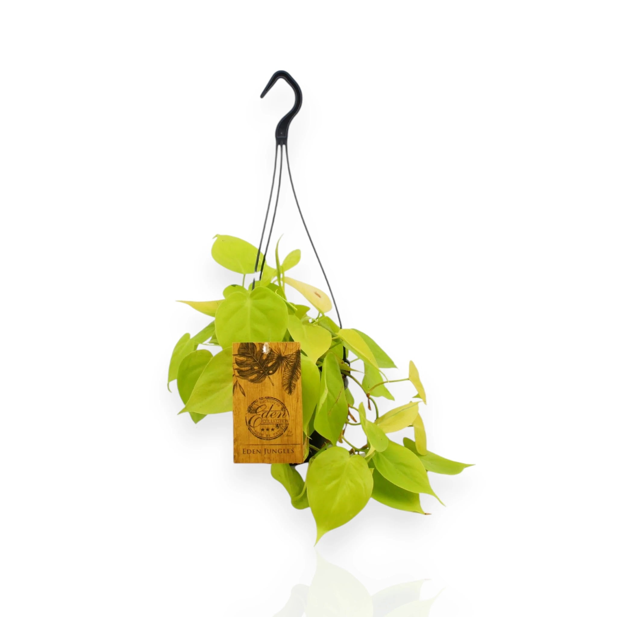 Philodendron Micans con foglie vellutate bronzo-violacee che ricadono da vaso bianco su sfondo neutro