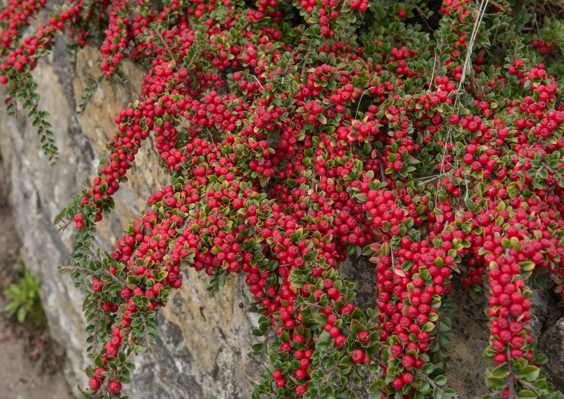 Cotoneaster horizontalis
