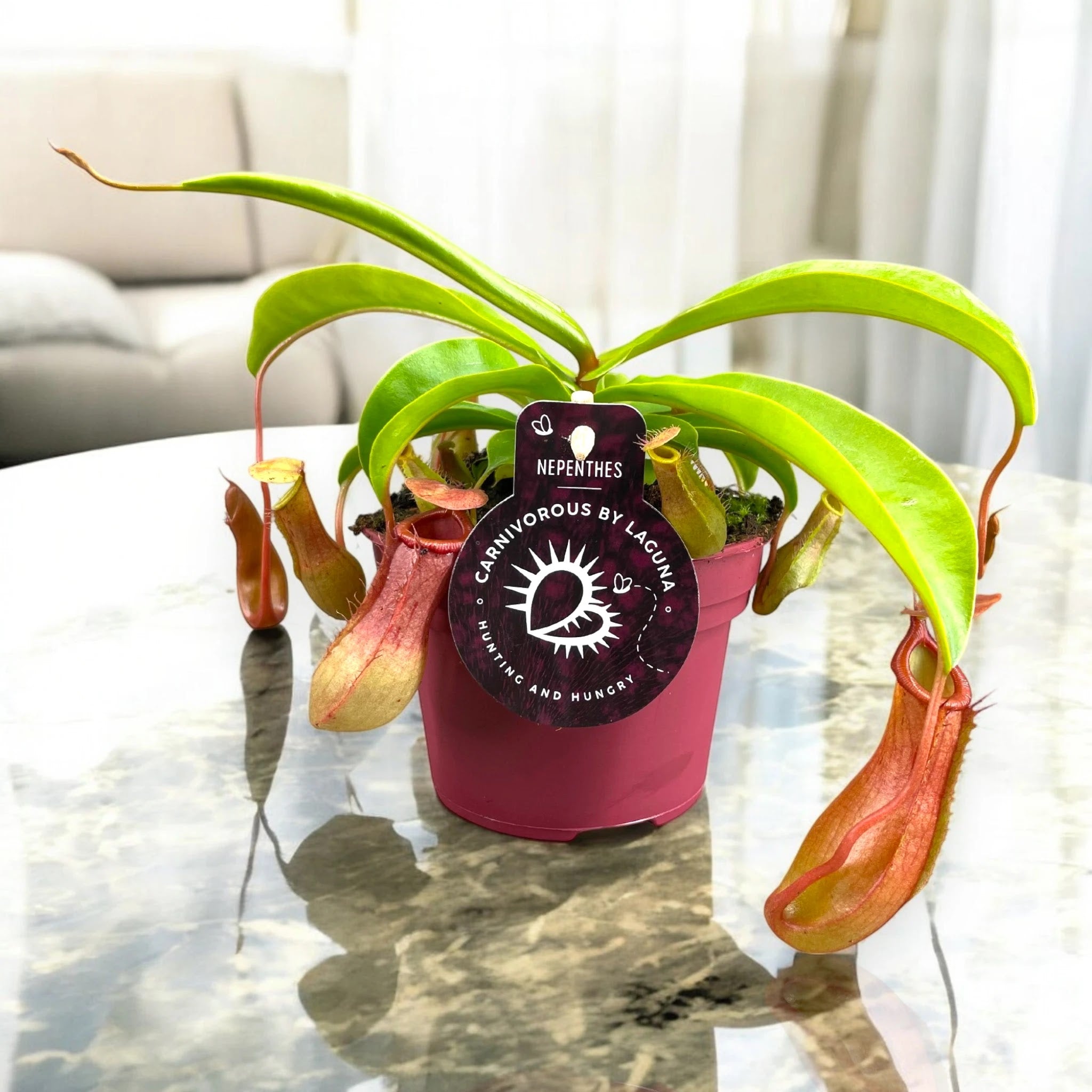 Nepenthes alata