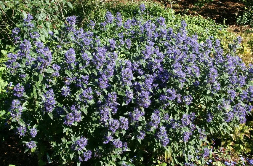 Caryopteris clandonensis Grand Bleu arbusto compatto con fiori azzurro intenso in giardino estivo