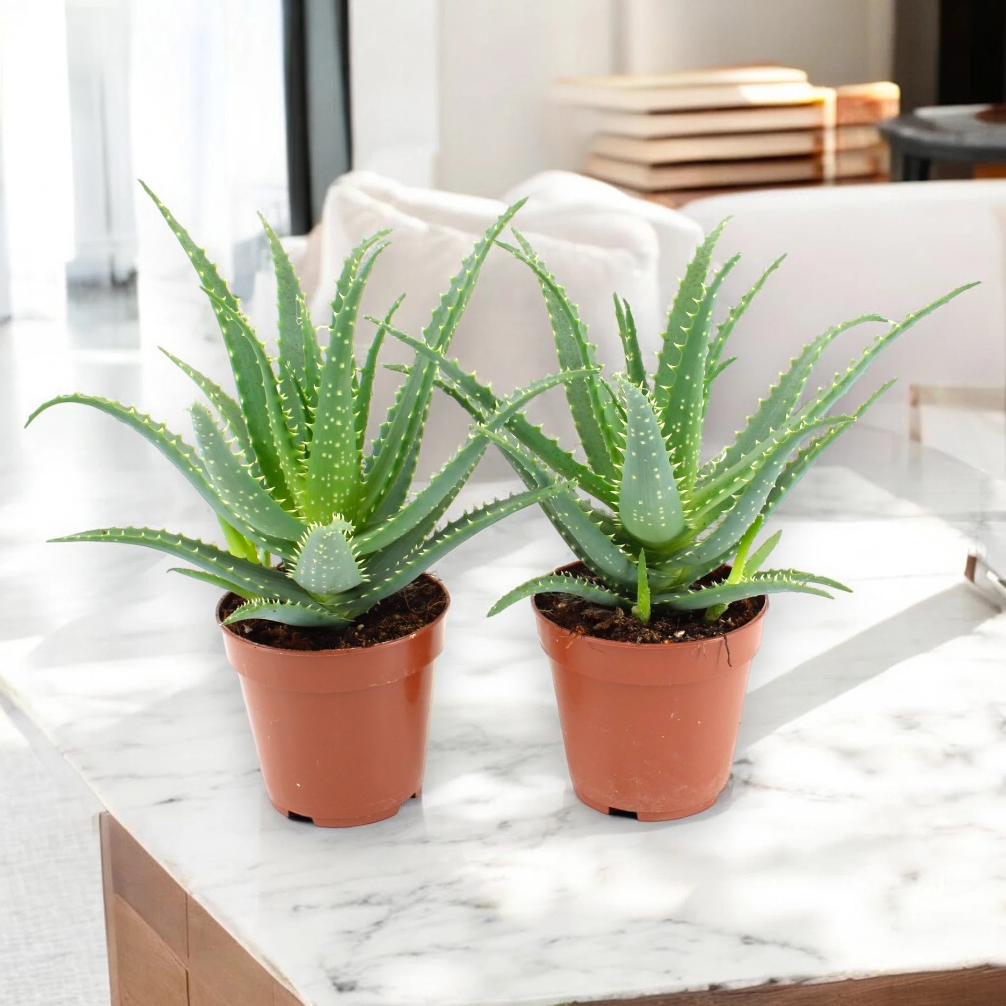 Aloe arborescens