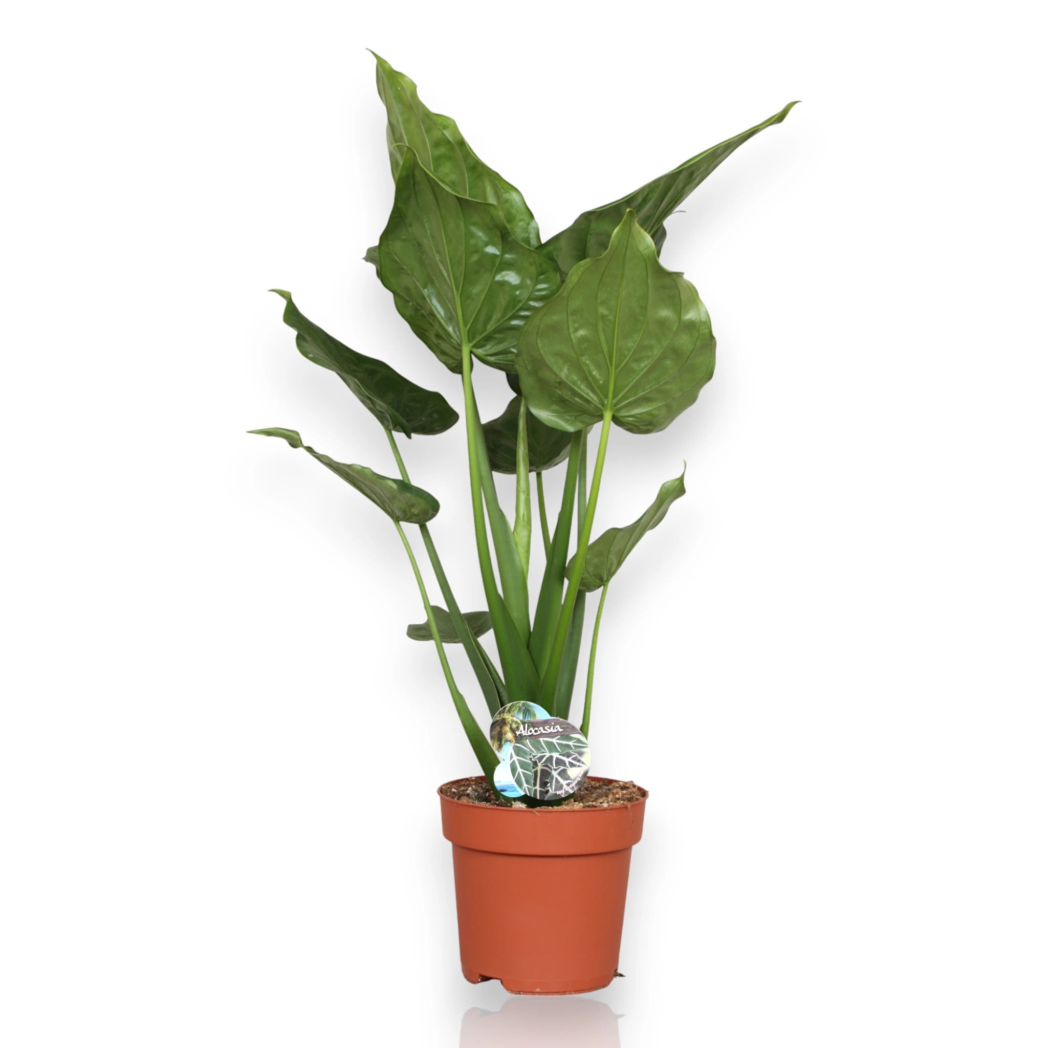Dettaglio foglia Alocasia cucullata verde lucida con superficie brillante e margini ondulati