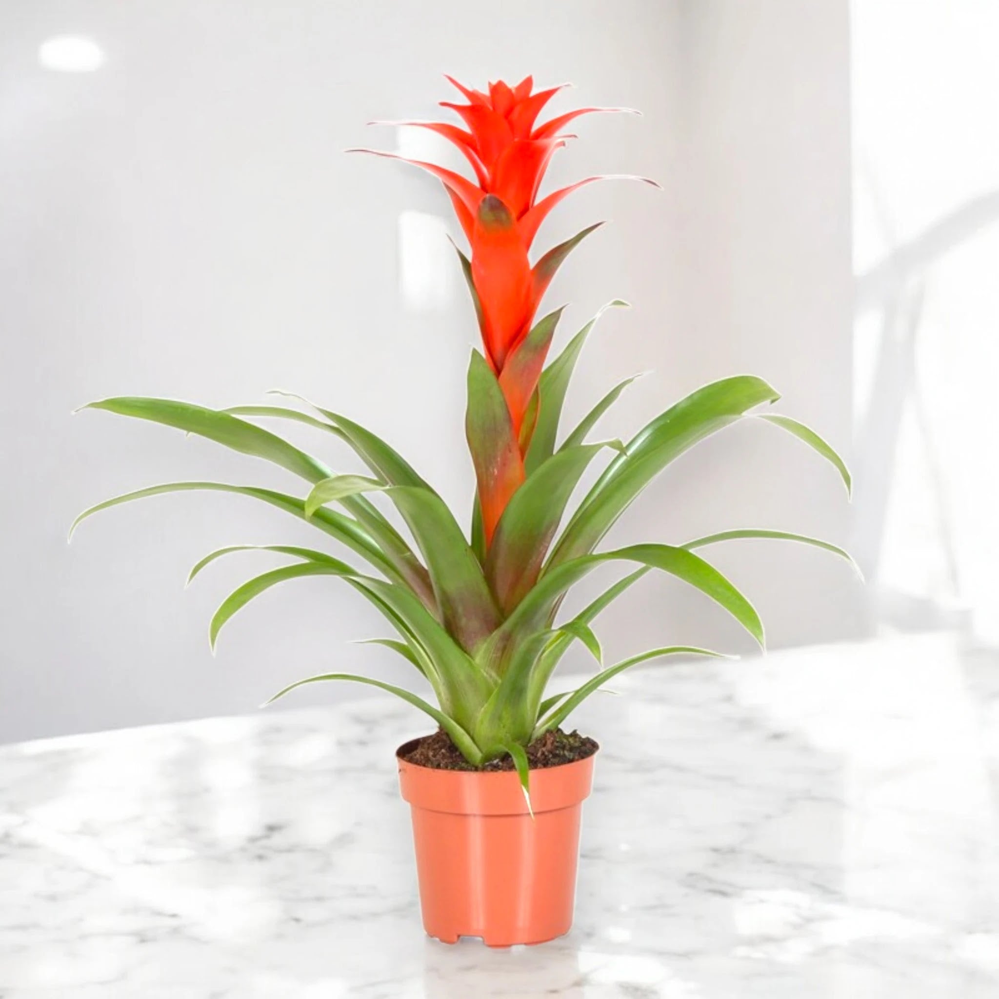 Dettaglio delle brattee colorate e foglie verdi lucide della Guzmania Calypso