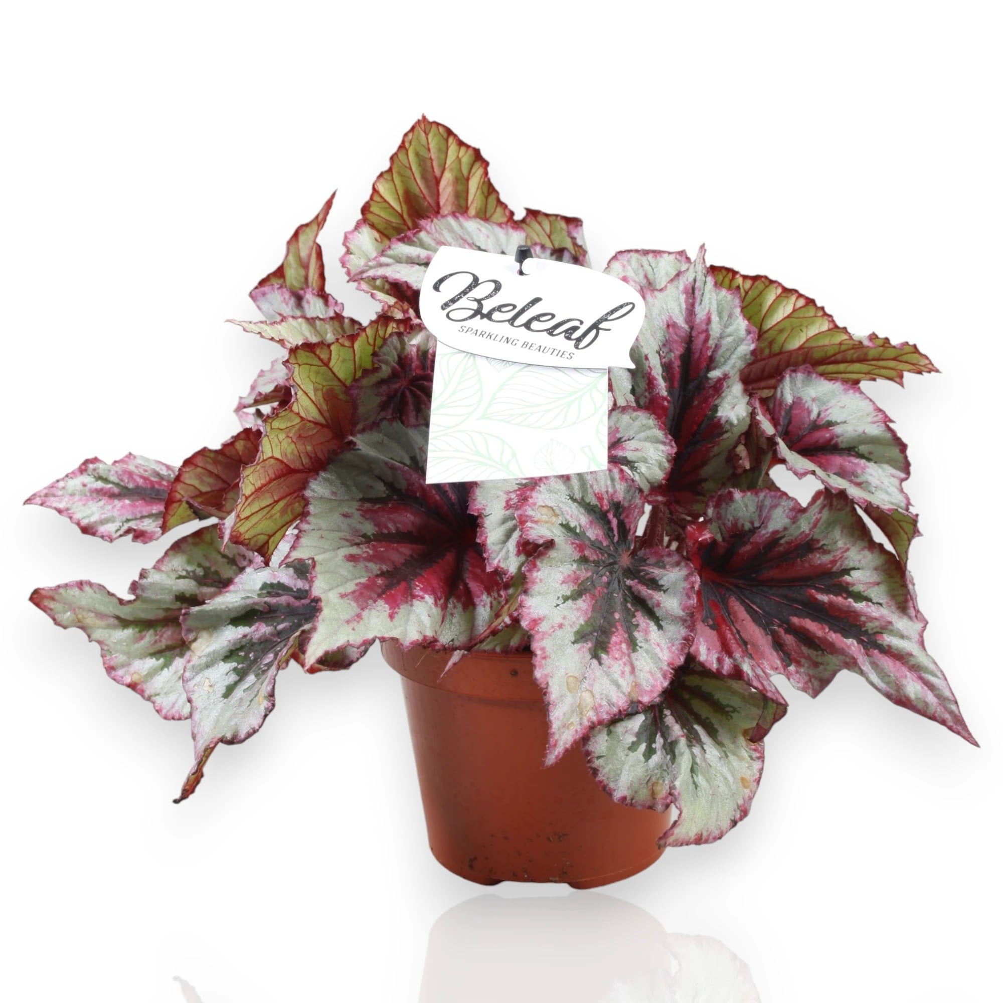 Dettaglio foglia Begonia rex Evening Glow con sfumature metalliche bronzo e venature argentate