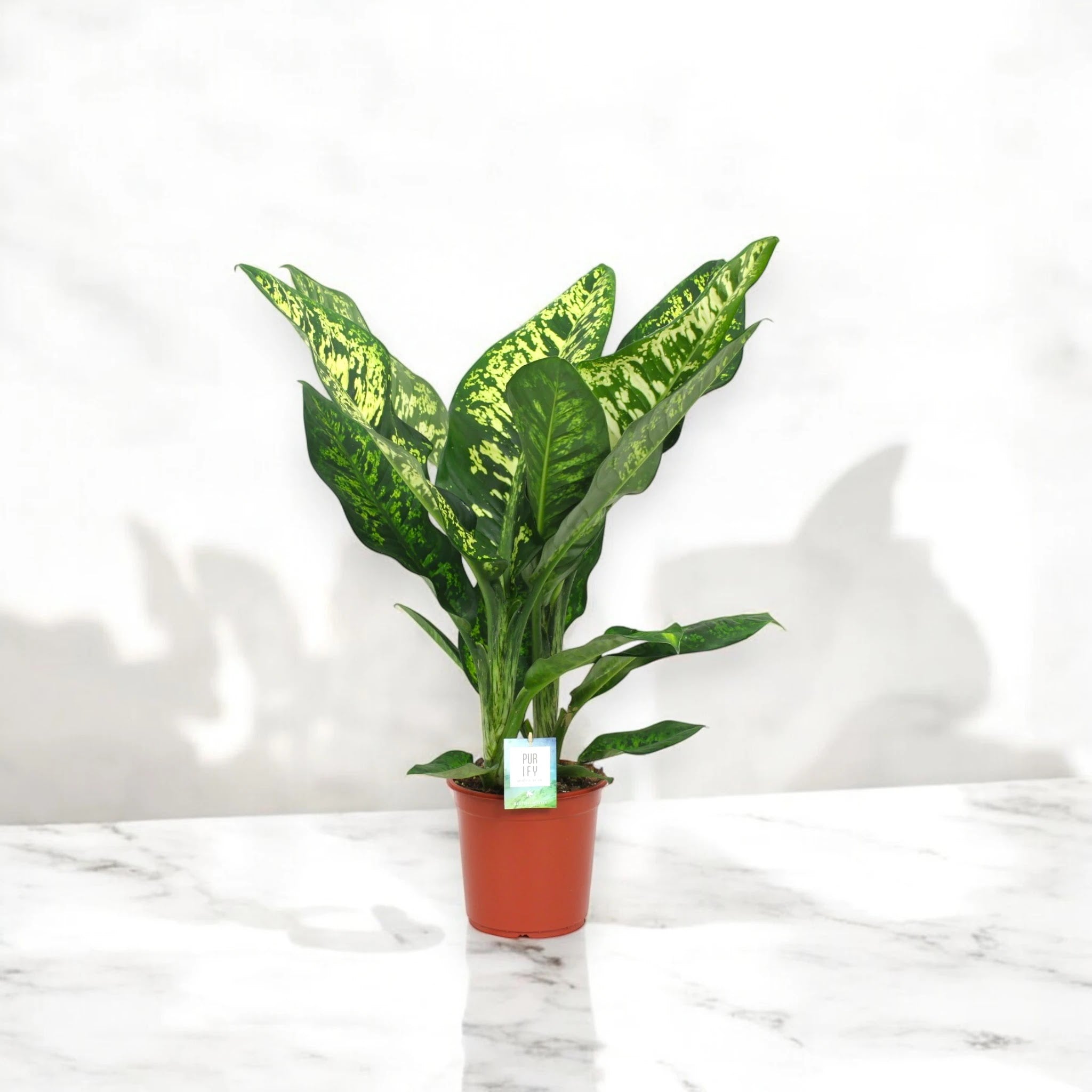Dieffenbachia seguine 'Crown'