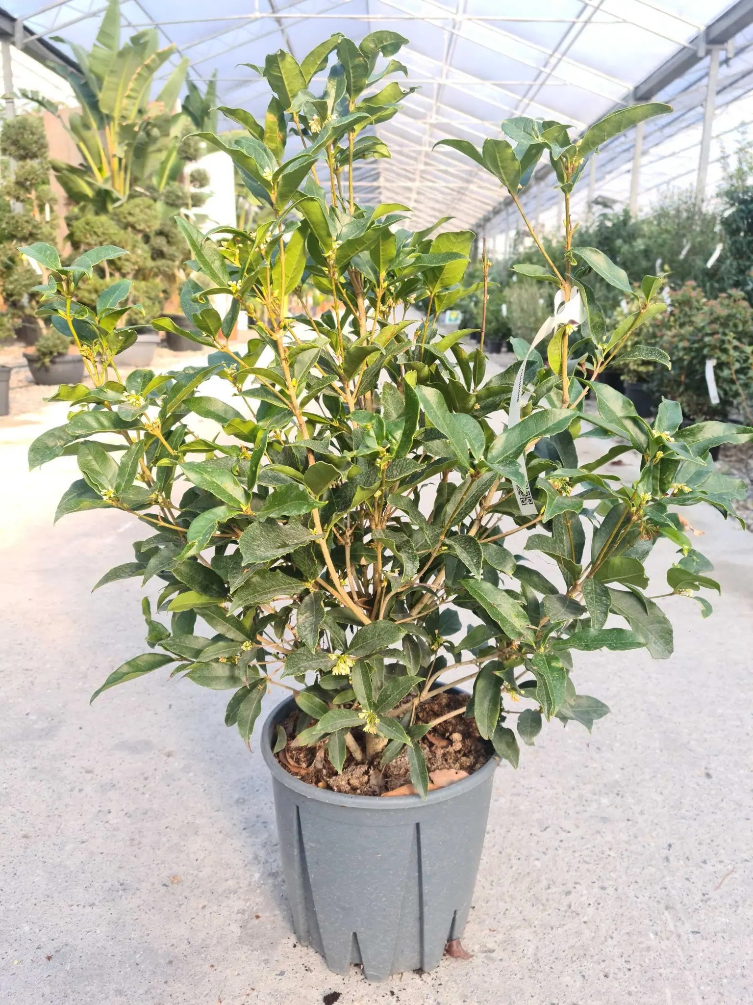 Fiori bianchi profumati di Osmanthus fragrans riuniti in mazzetti tra le foglie coriacee verdi