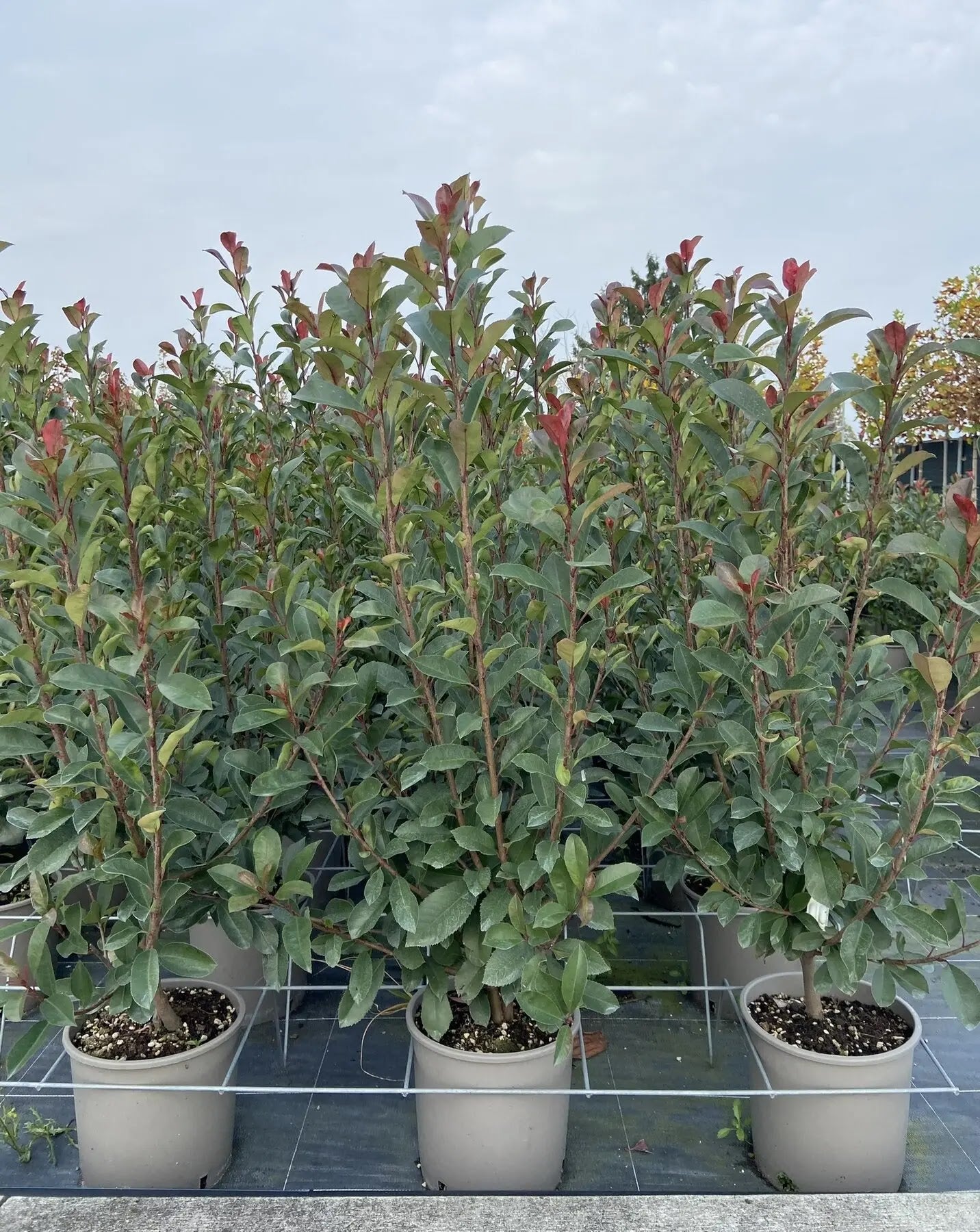 Photinia fraseri 'Red Robin'