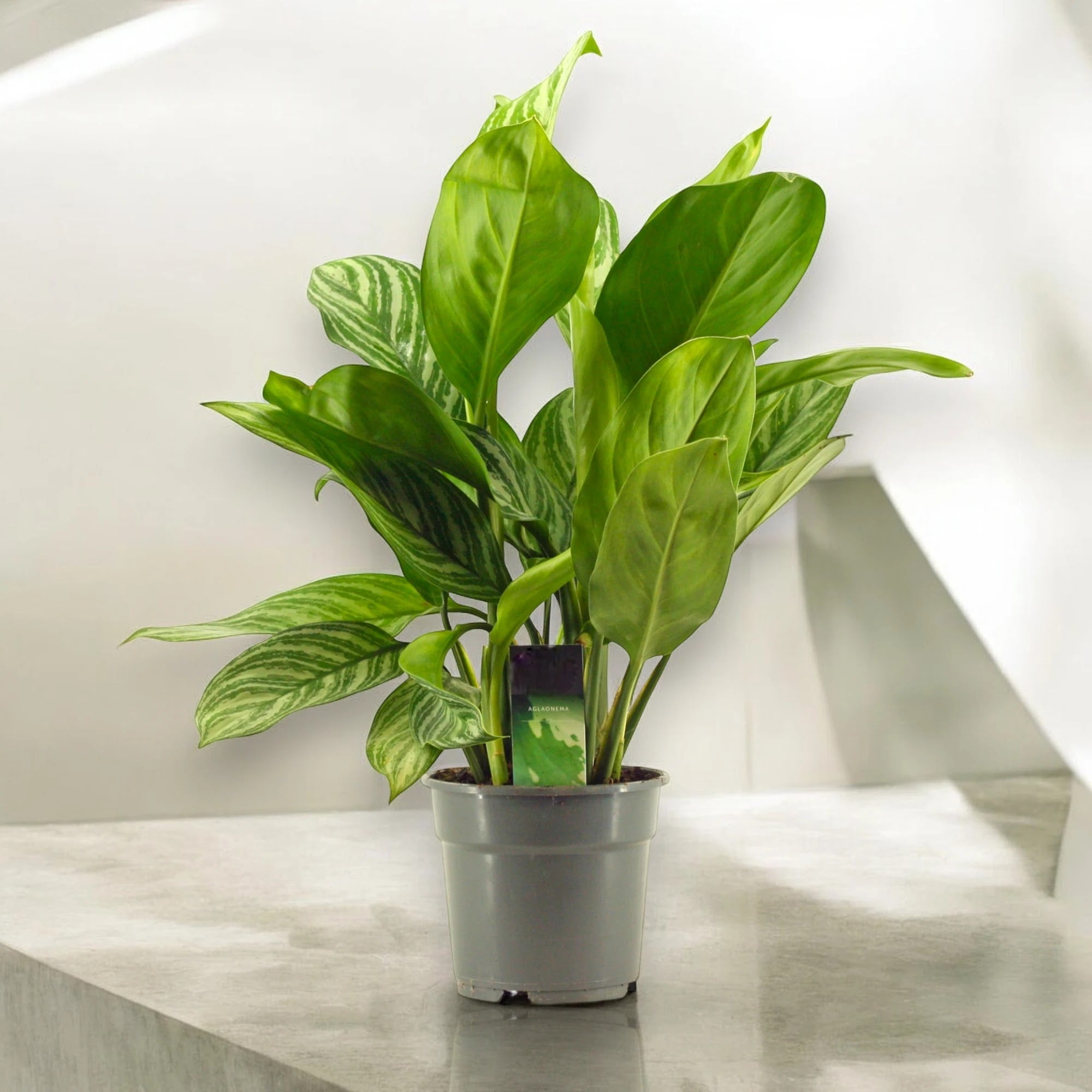 Aglaonema 'Stripes'