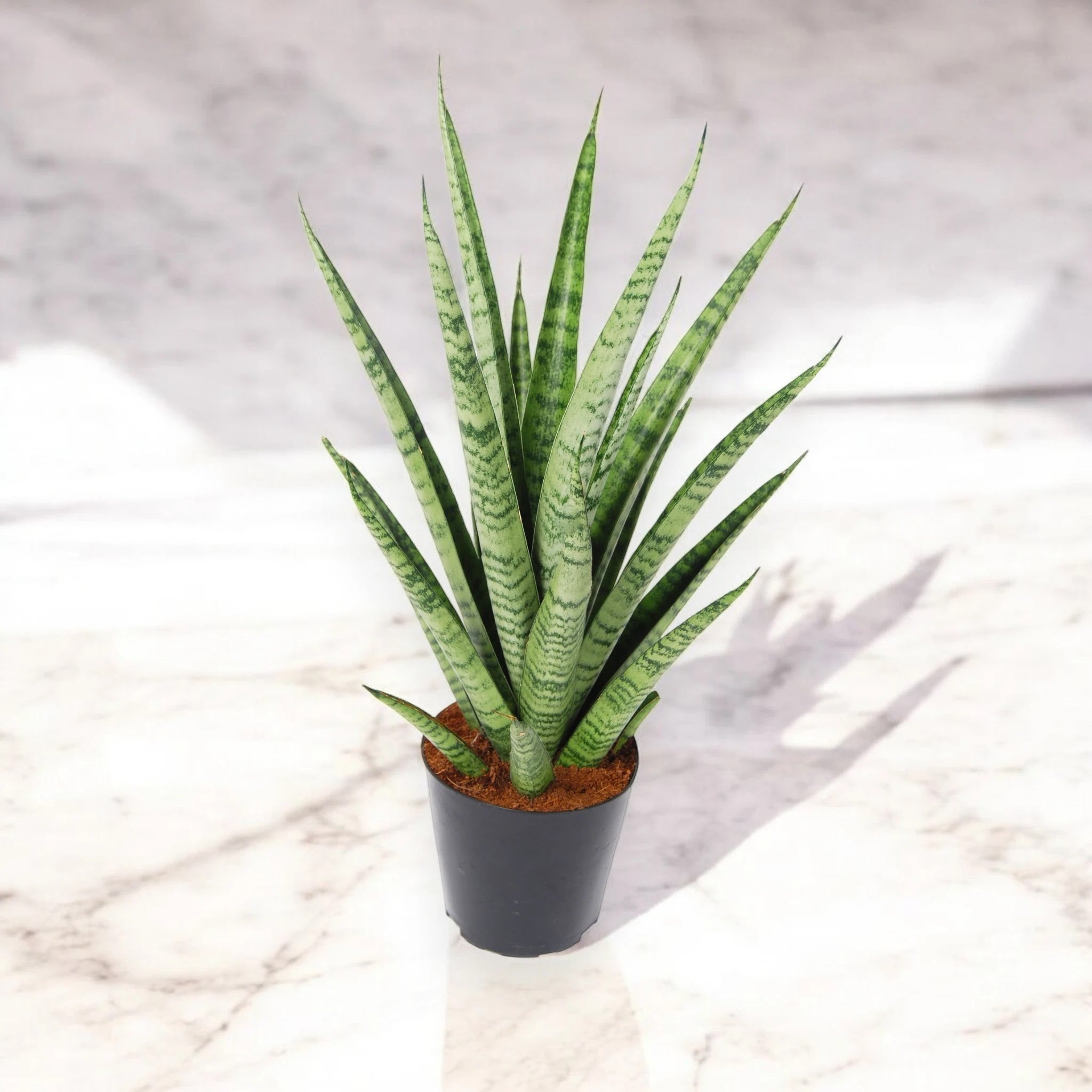 Sansevieria trifasciata 'Pineapple'