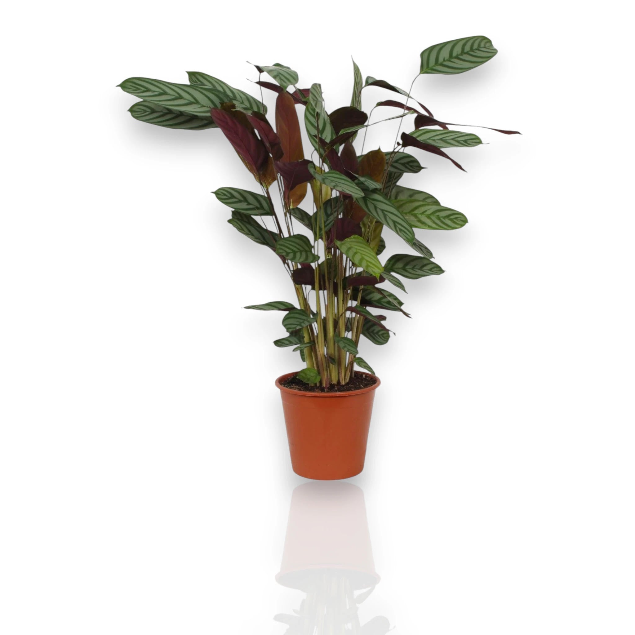 Ctenanthe setosa Compactstar in vaso, pianta da interno con foglie argentate e verdi