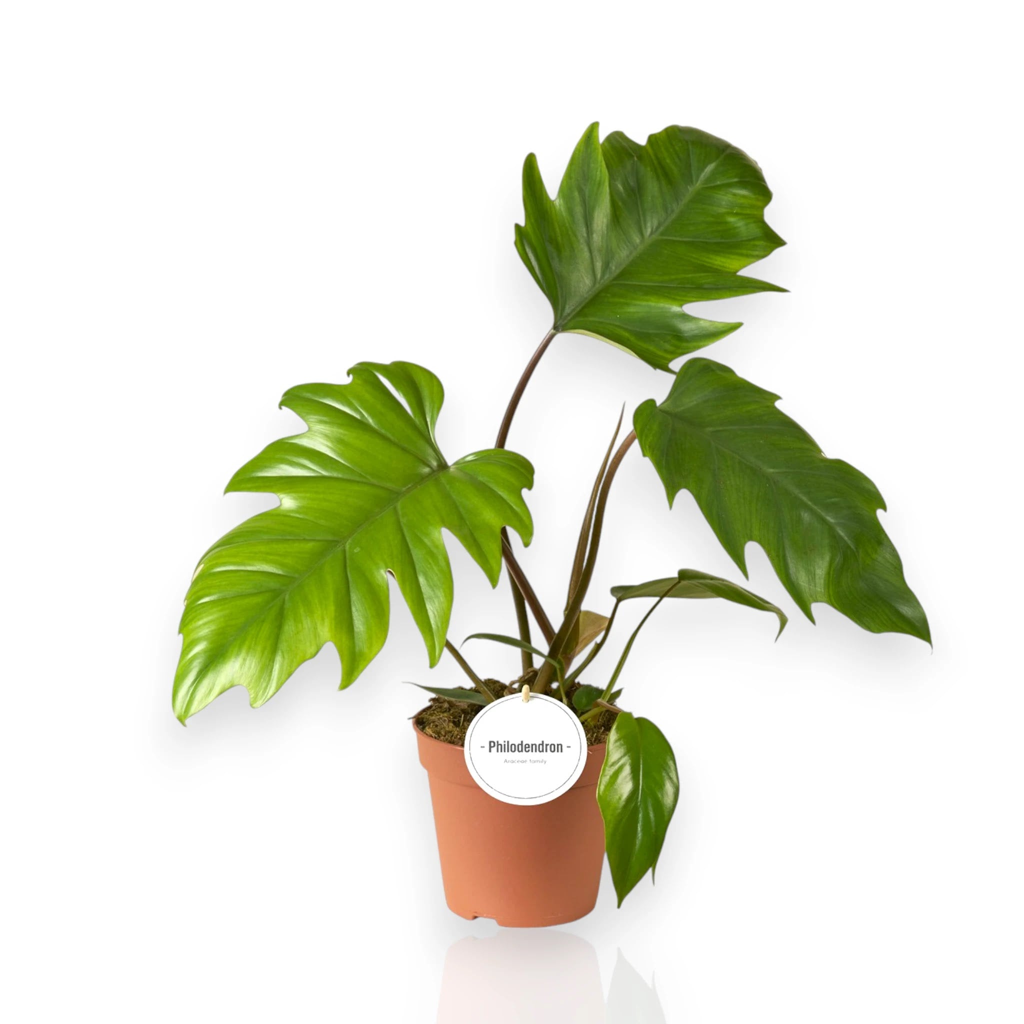 Philodendron Mayoi con foglie palmate lobate in vaso con tutore muschiato per interni luminosi