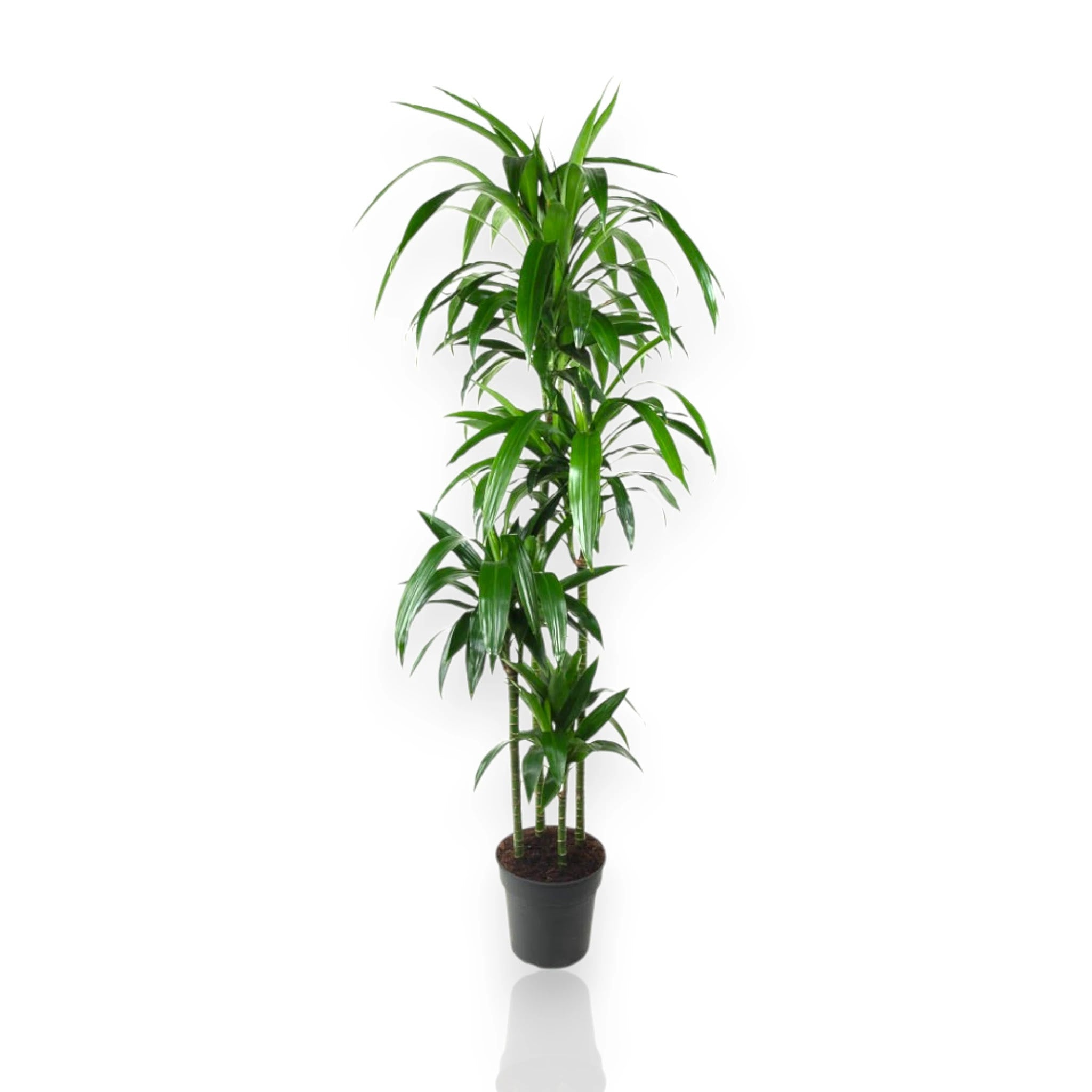 Dracaena fragrans Janet Craig in vaso con foglie verde scuro lucide disposte a rosette