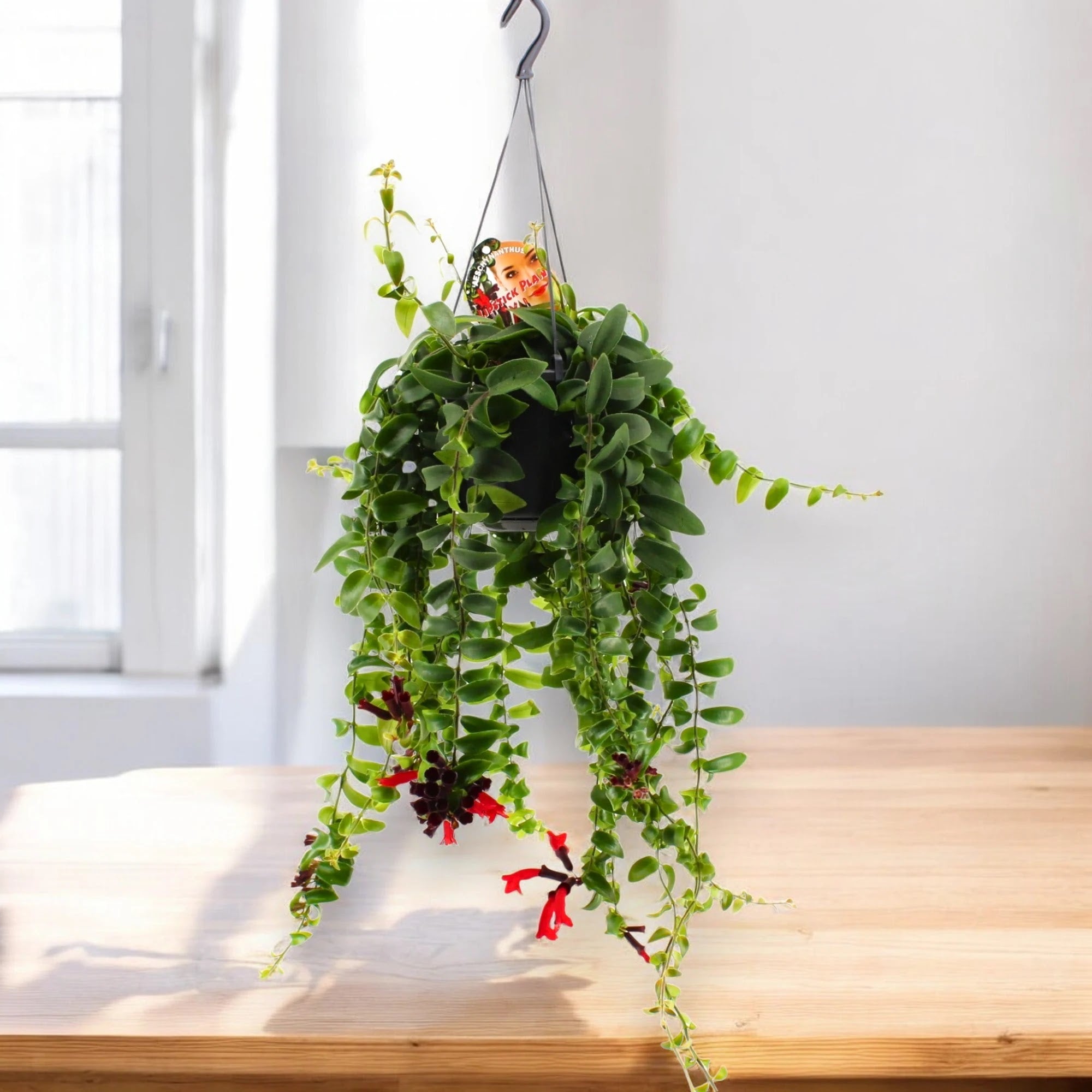 Aeschynanthus 'Rasta'