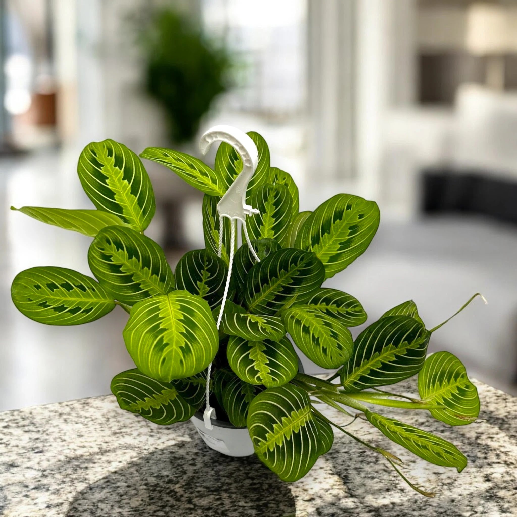 Maranta leuconeura 'Lemon Lime'