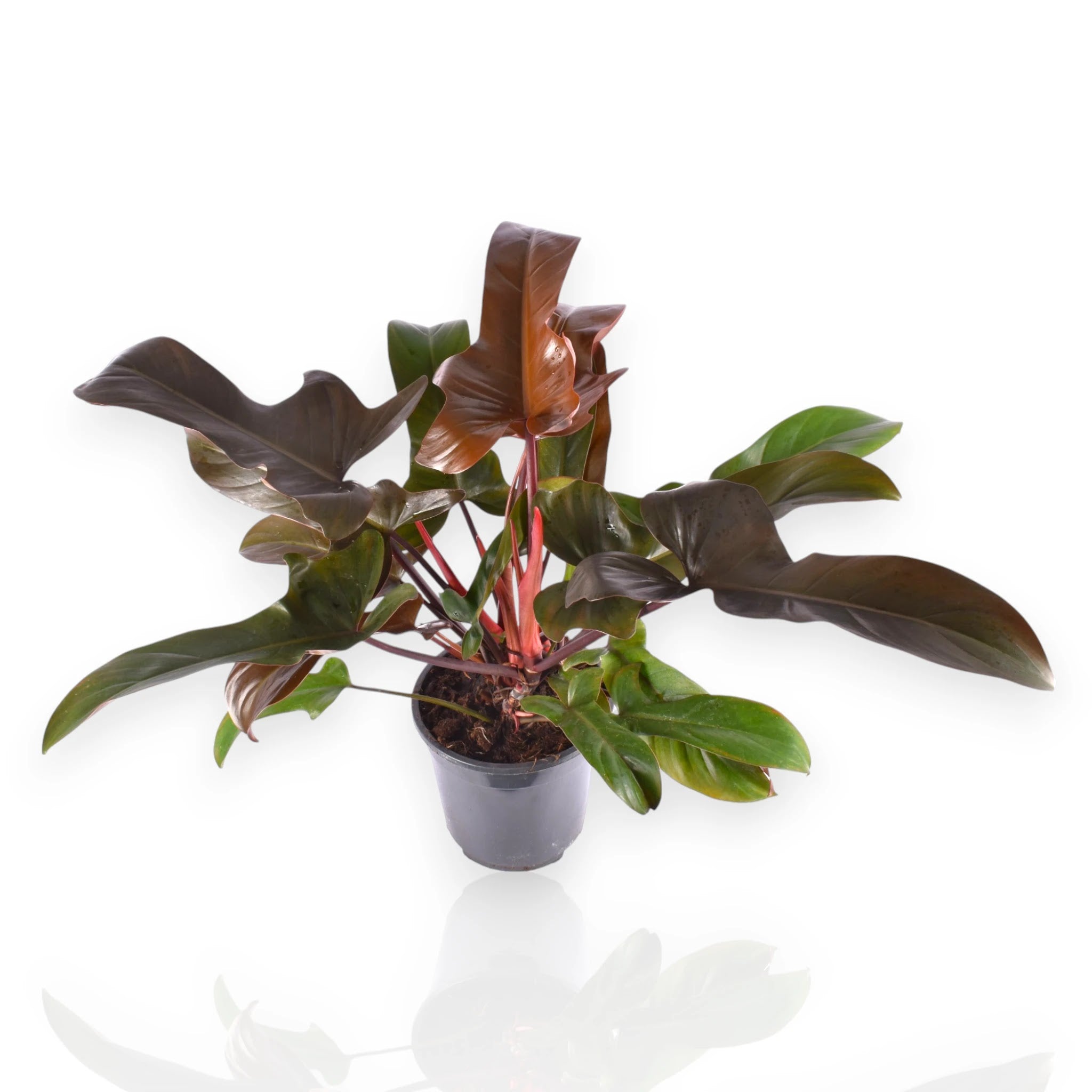 Philodendron Florida Bronze con foglie lobate bronzate in vaso, pianta da interno decorativa