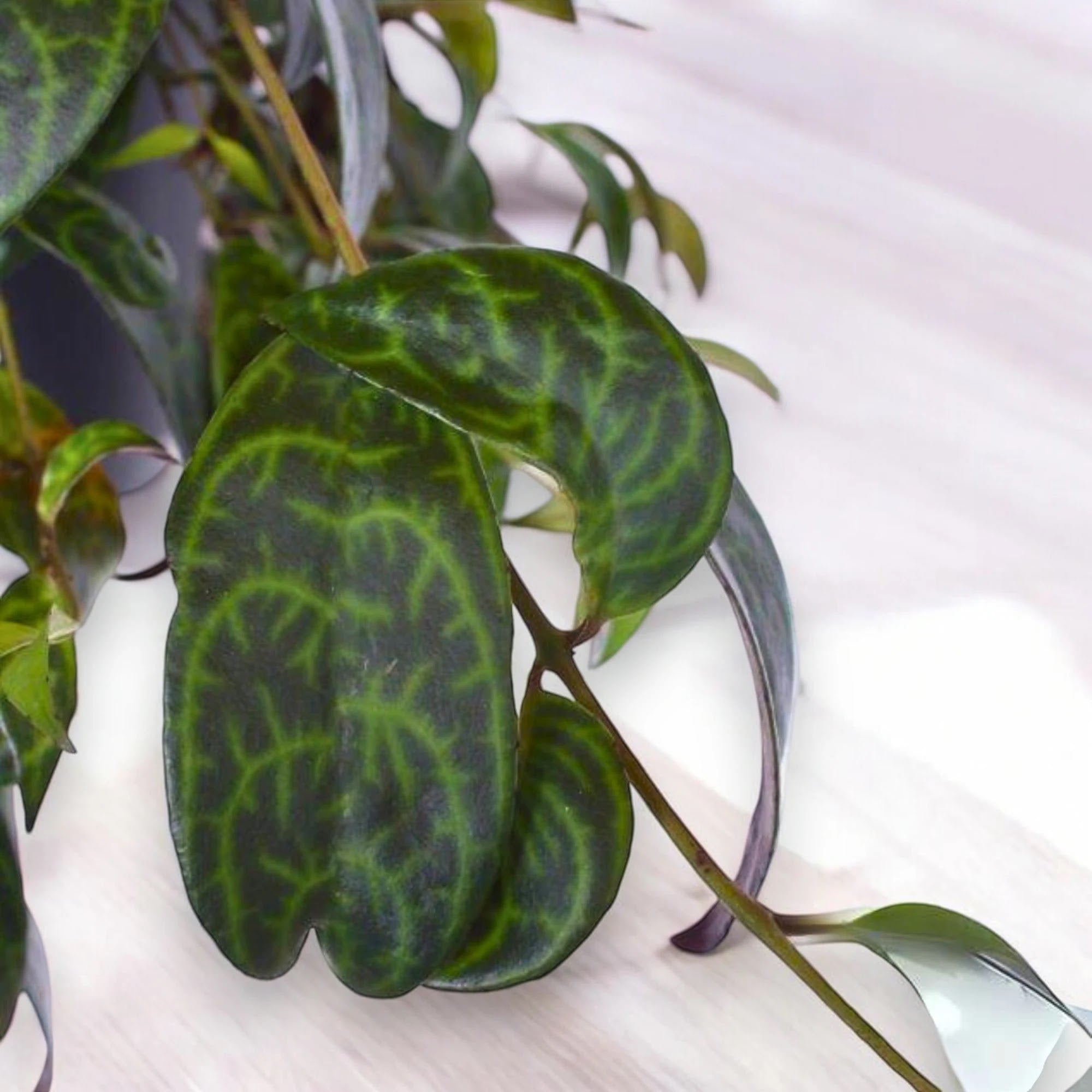 Aeschynanthus marmoratus