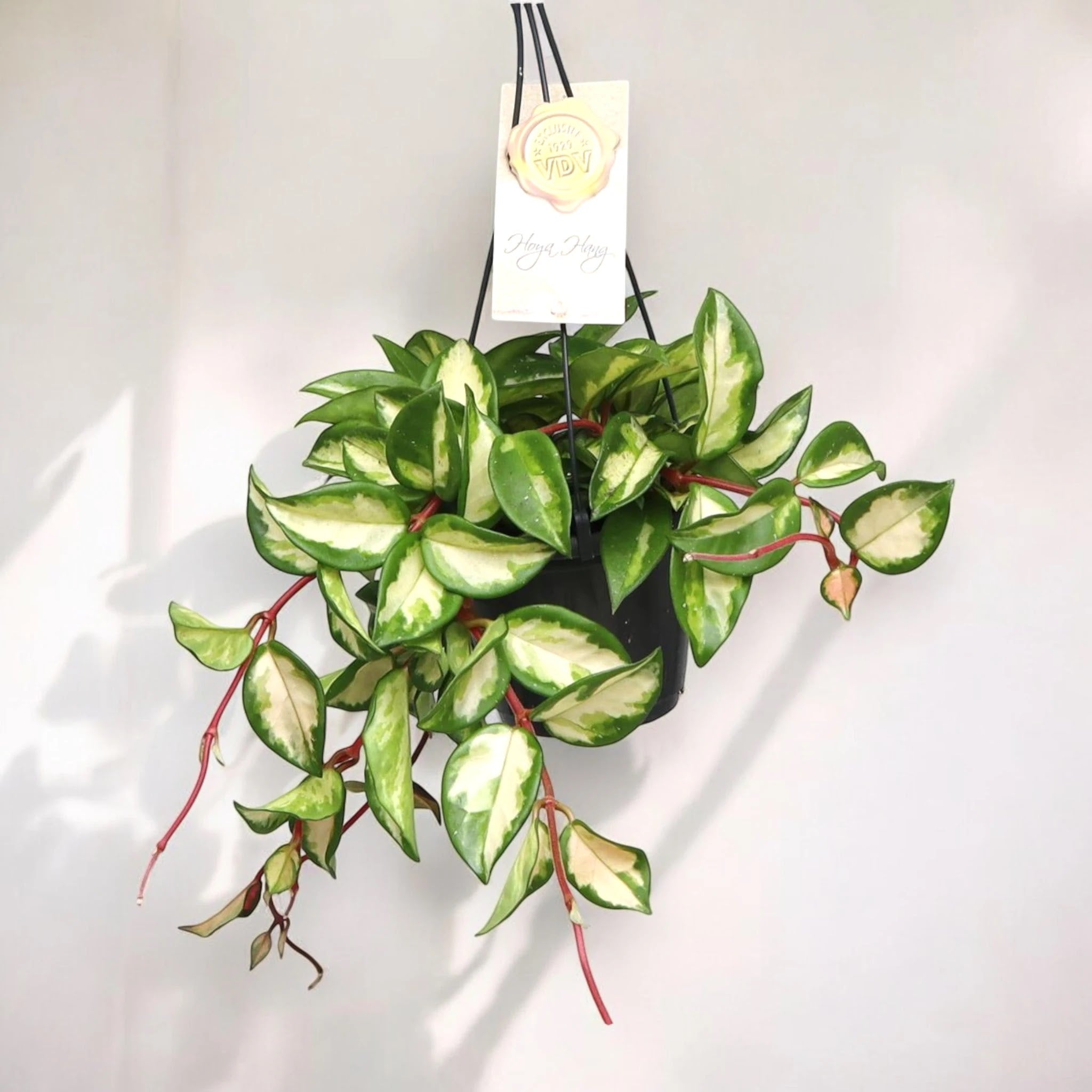 Hoya carnosa 'Tricolor'
