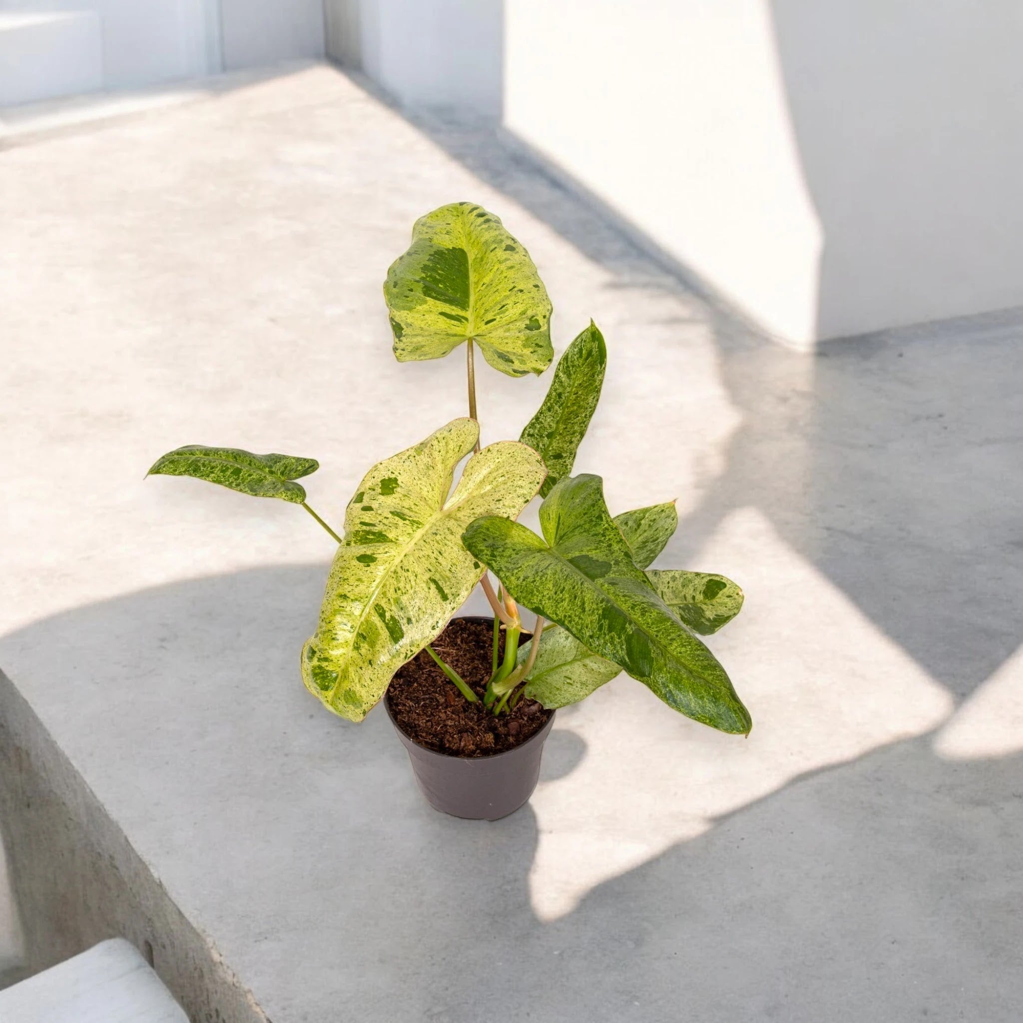 Philodendron paraiso Verde