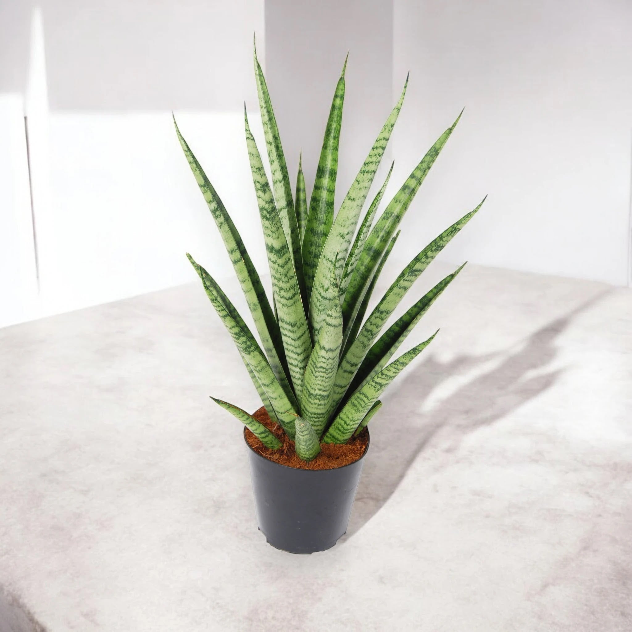 Dettaglio foglie Sansevieria Pineapple con bordi gialli e striature verdi che ricordano la buccia dell'ananas