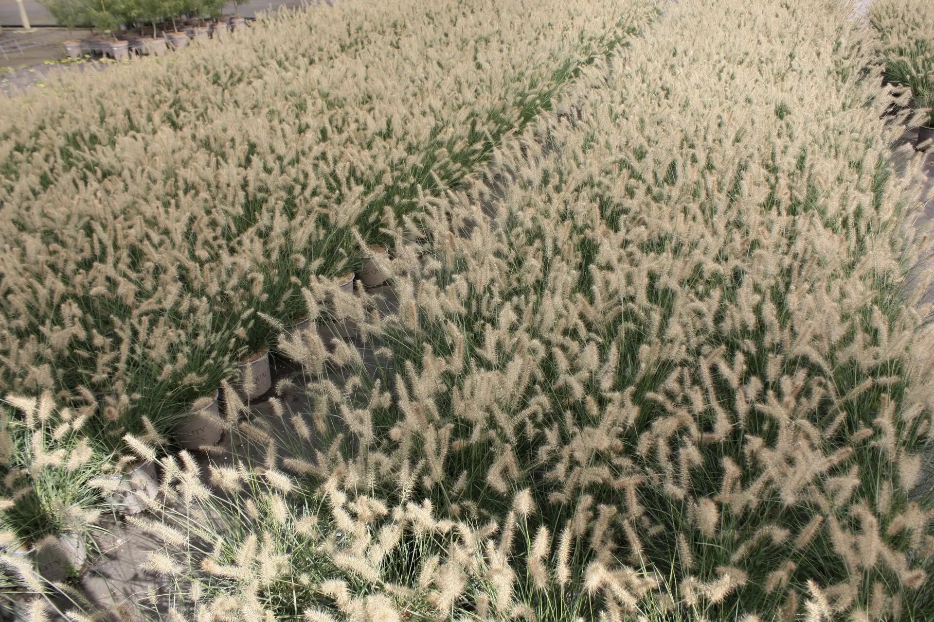 Pennisetum Little Bunny nano in vaso con piccole spighe dorate